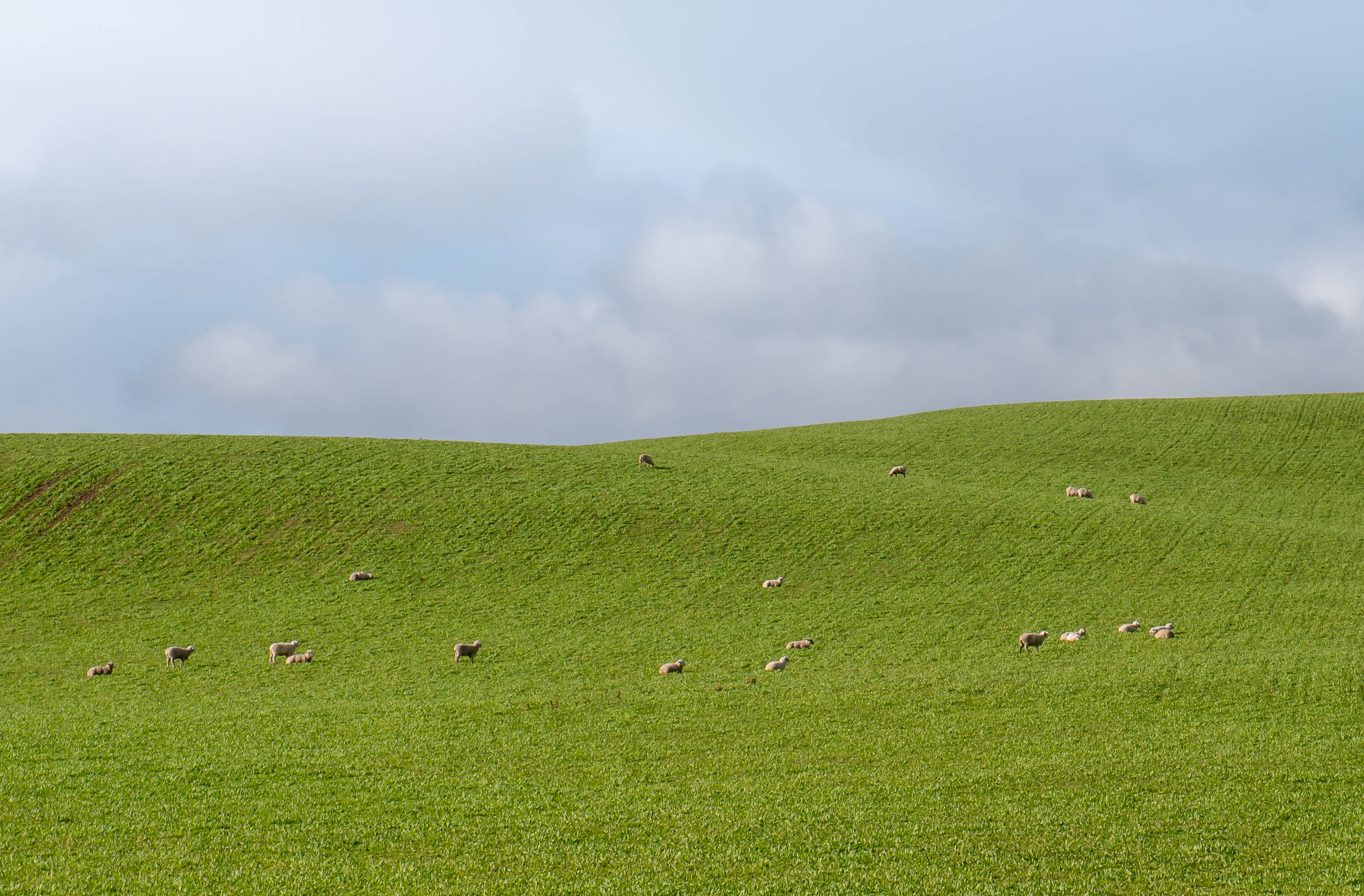 plain green meadow field, vast rolling green hill, sheep, 2K Desktop Wallpaper