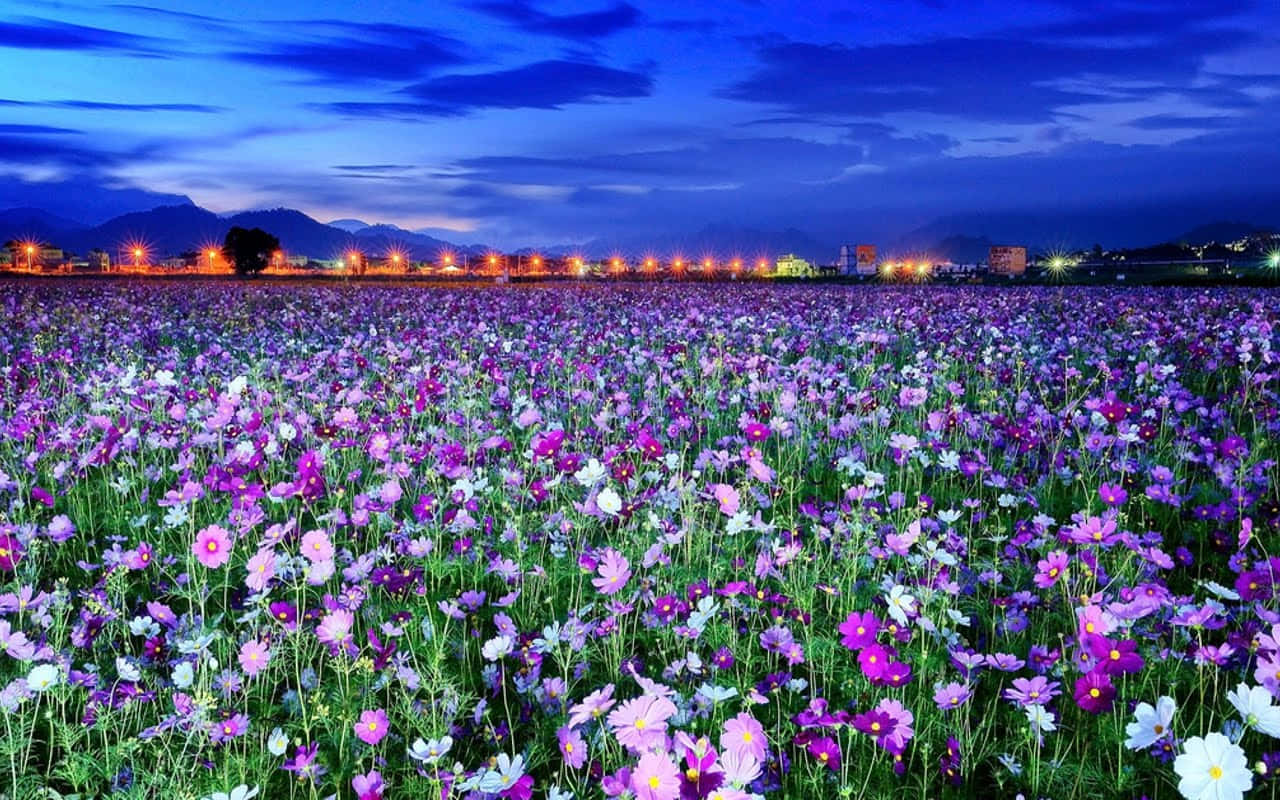 Meadow, purple, white cosmos blooms, HD Desktop Wallpaper
