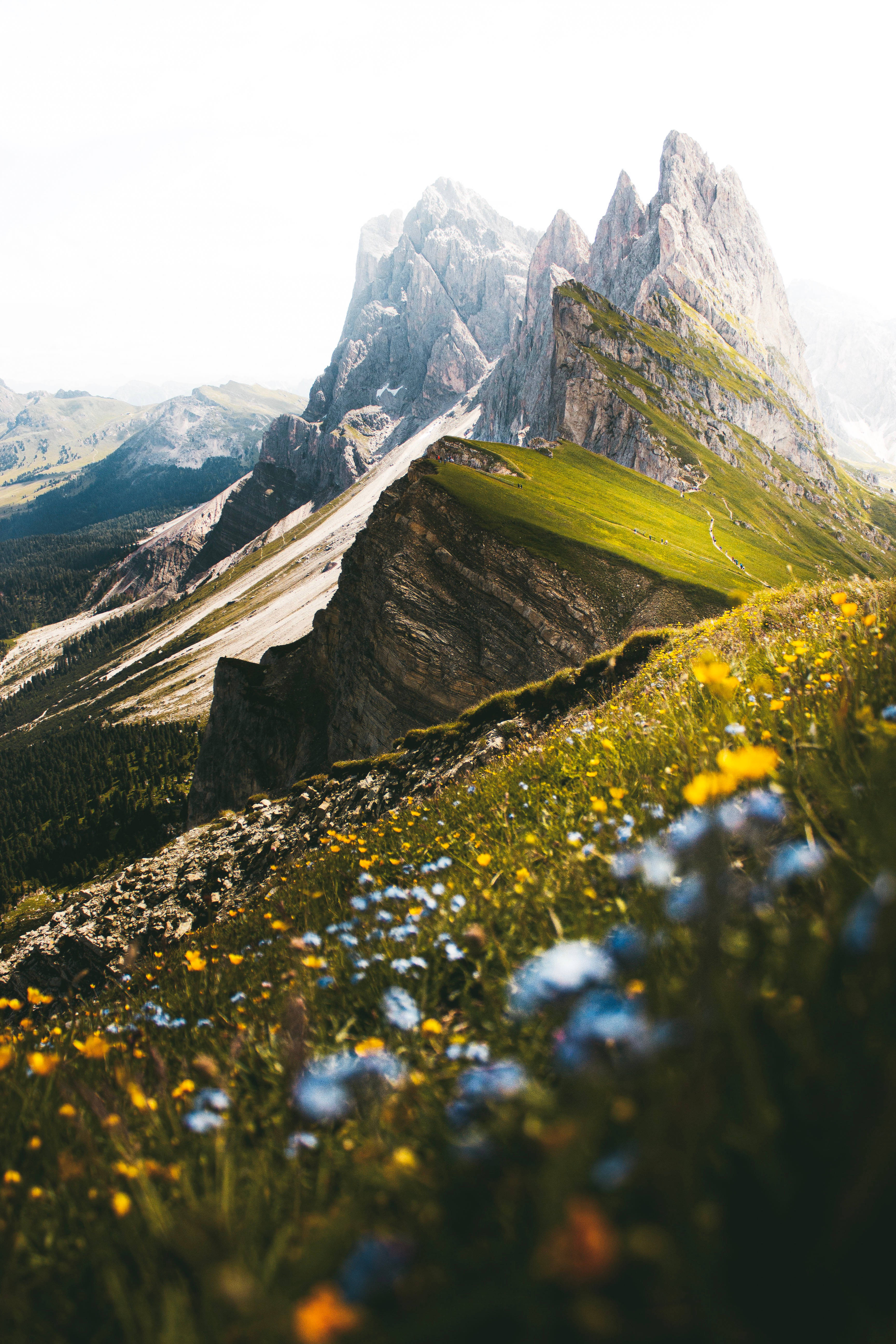 Wild Rough Meadow, sunlit mountain peak, meadow of yellow and blue wildflowers, 5K Phone Wallpaper