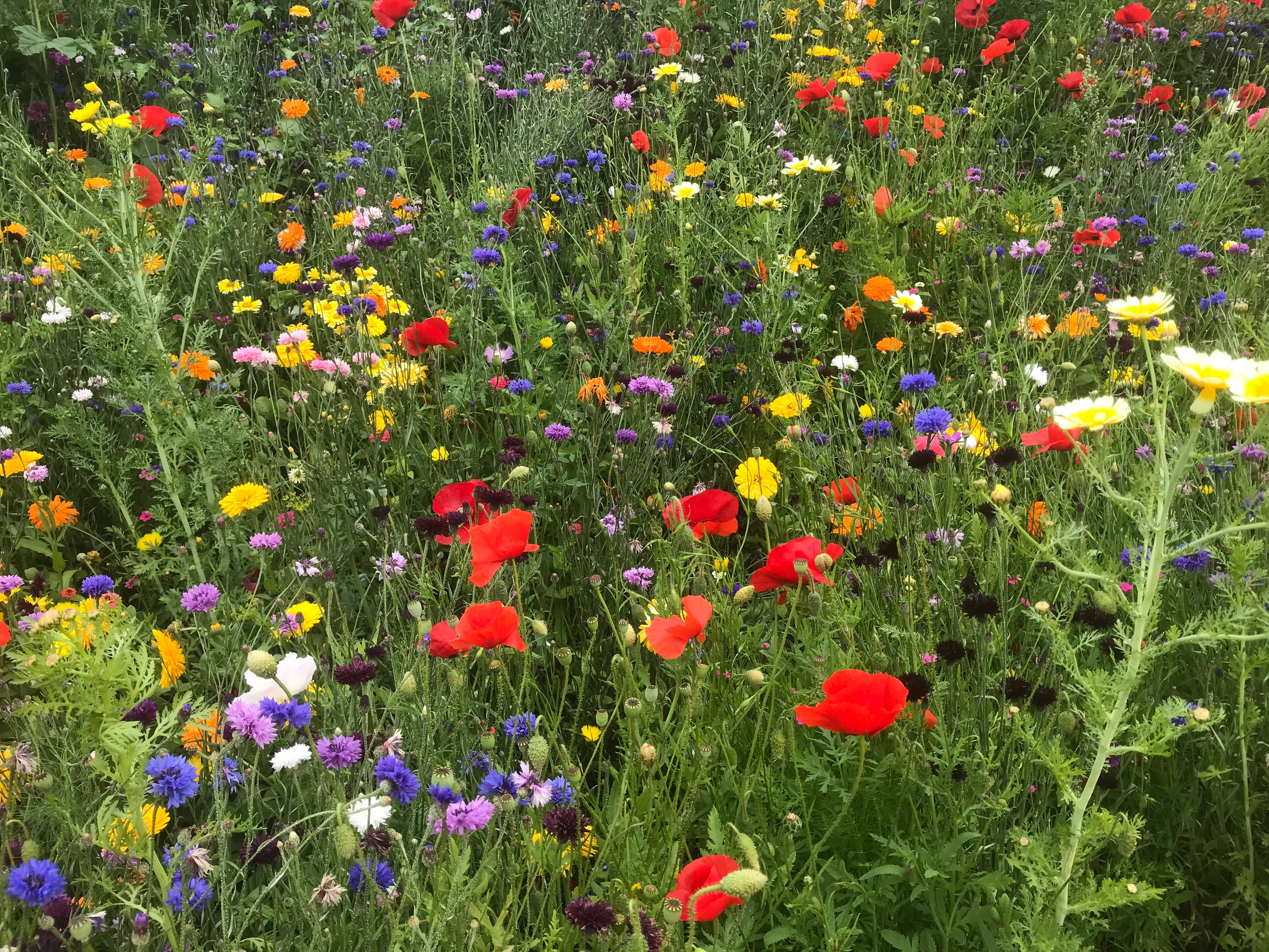 colorful blooming meadow, red poppies, yellow daisies, 4K Desktop Wallpaper