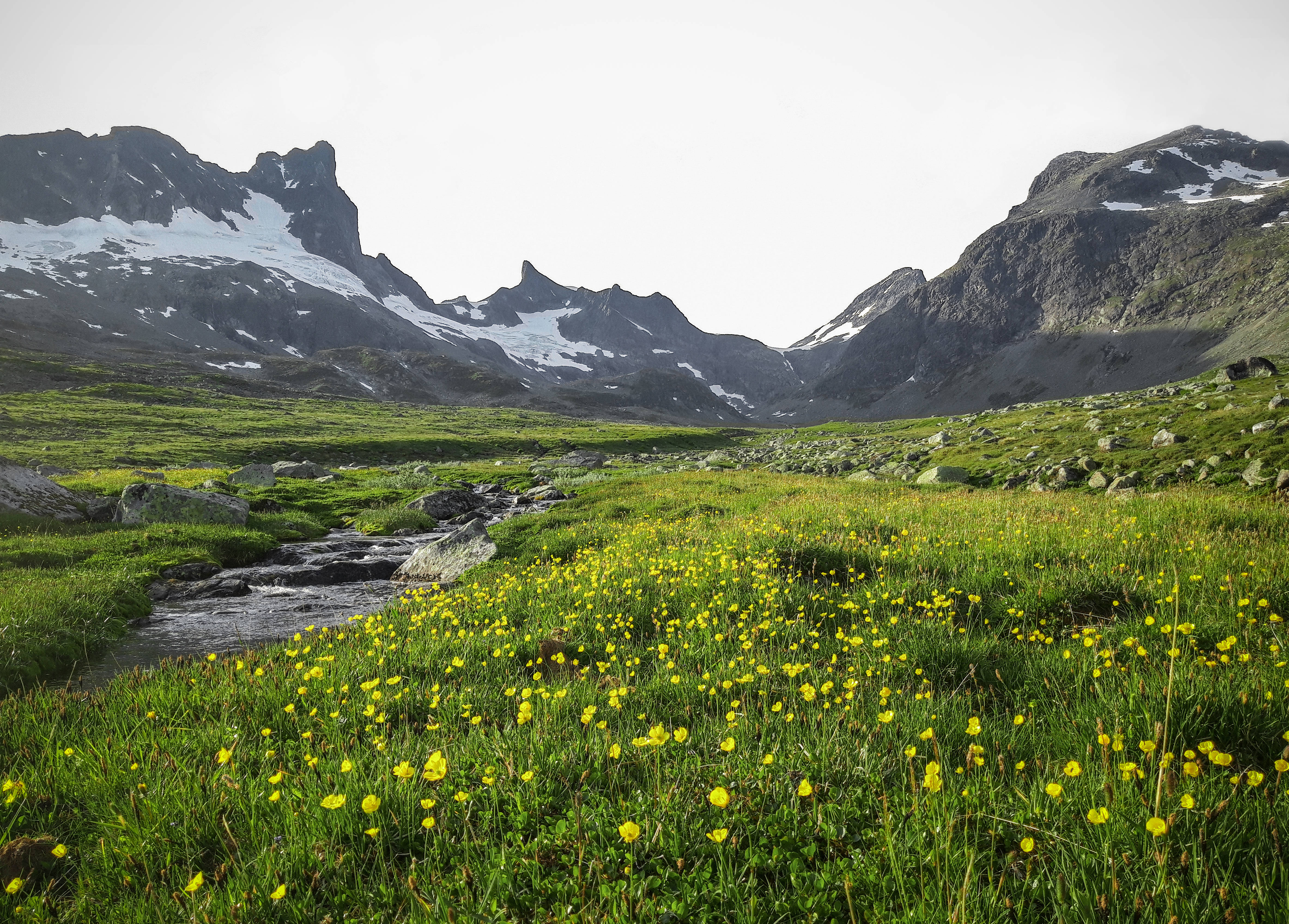 alpine meadow, yellow wildflowers, winding stream, 4K Desktop Wallpaper