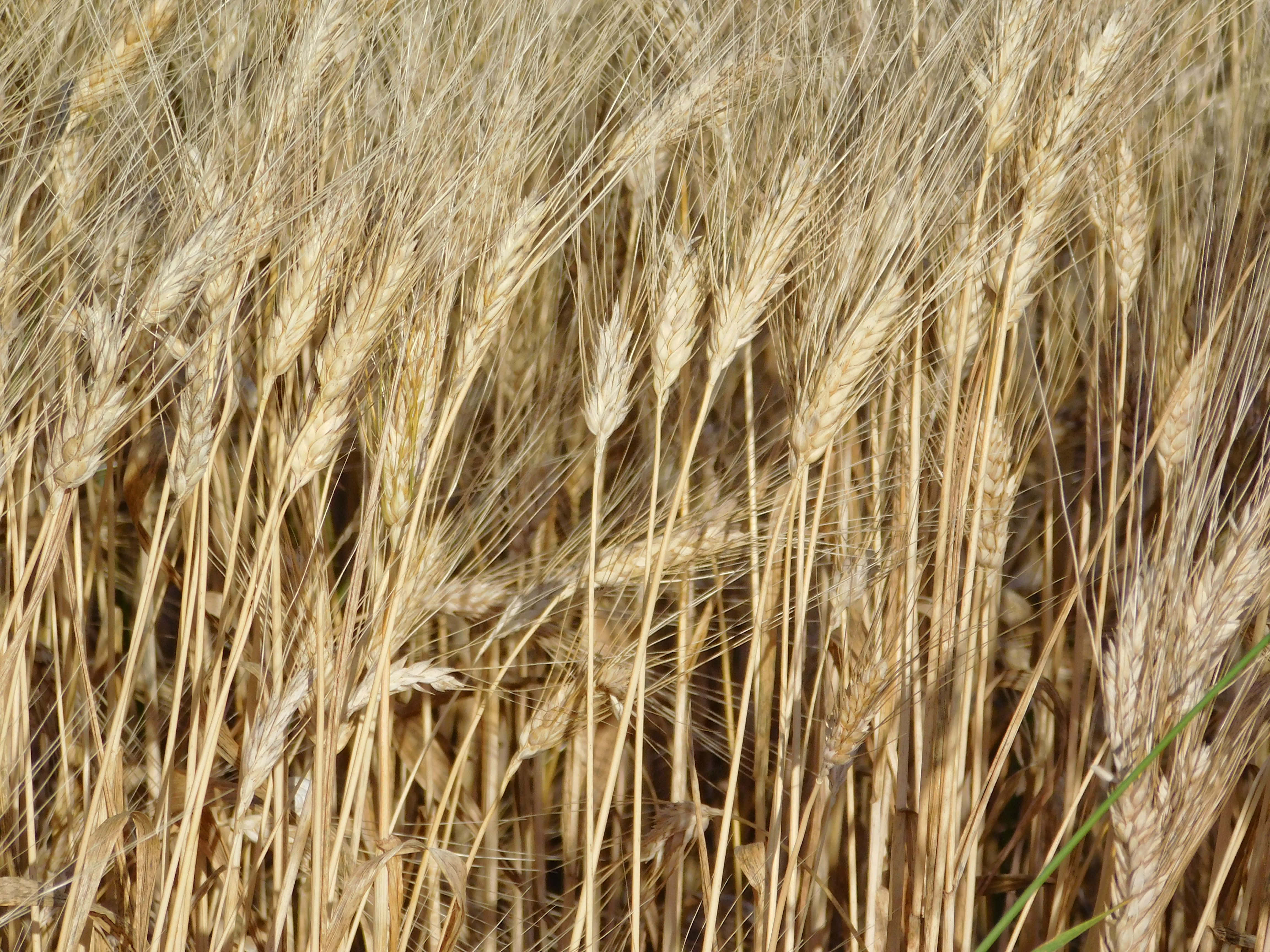 wheat field, golden wheat stalks, sunlit field, 4K Desktop Wallpaper