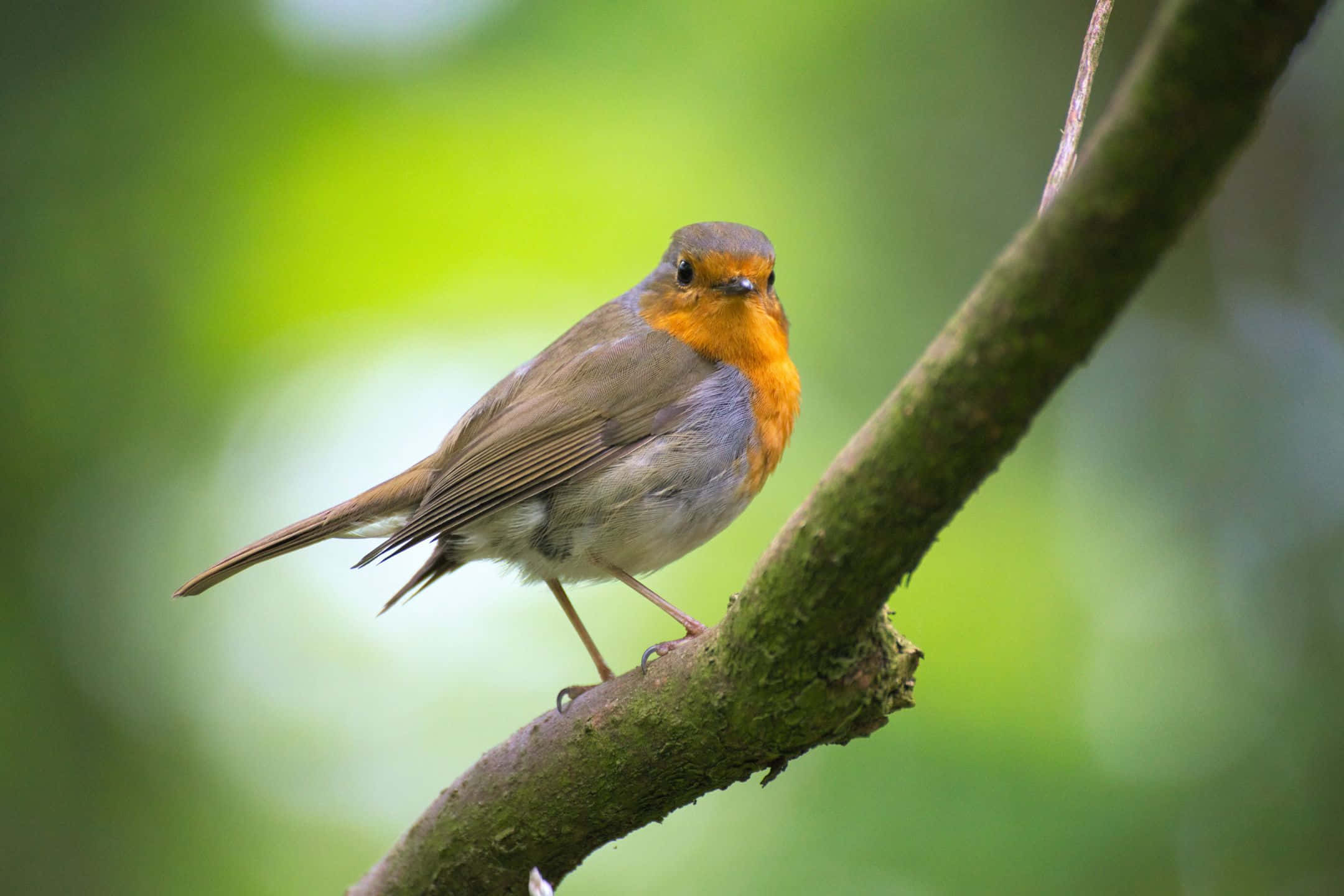 Mediterranean Beach, European robin, mossy tree branch, Full HD Desktop Wallpaper
