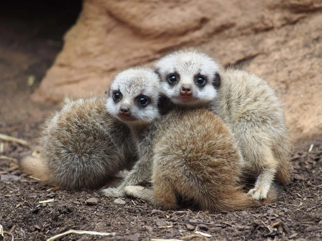 Meerkat Wallpapers