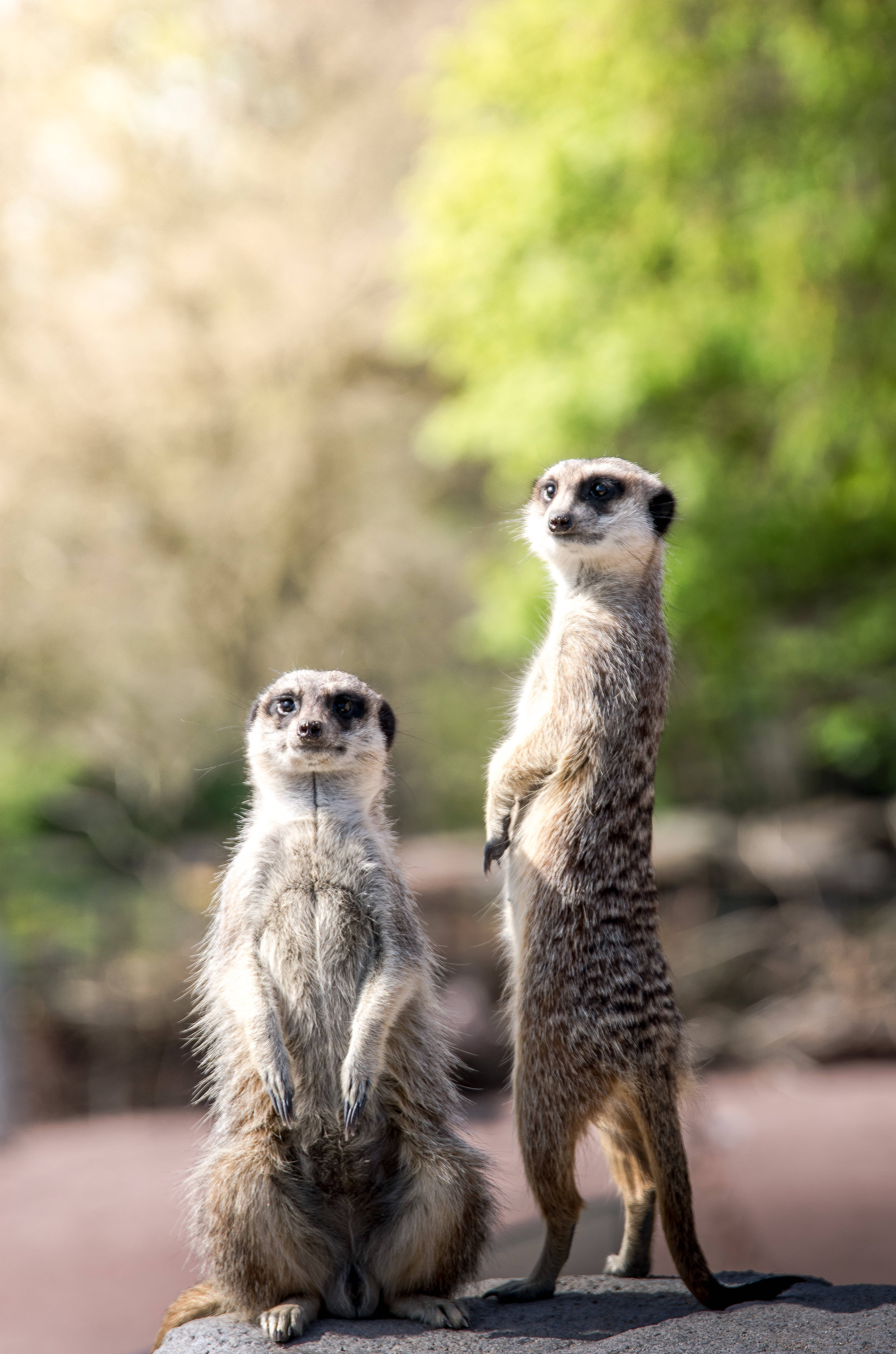 meerkat, rock, green, 5K Phone Wallpaper