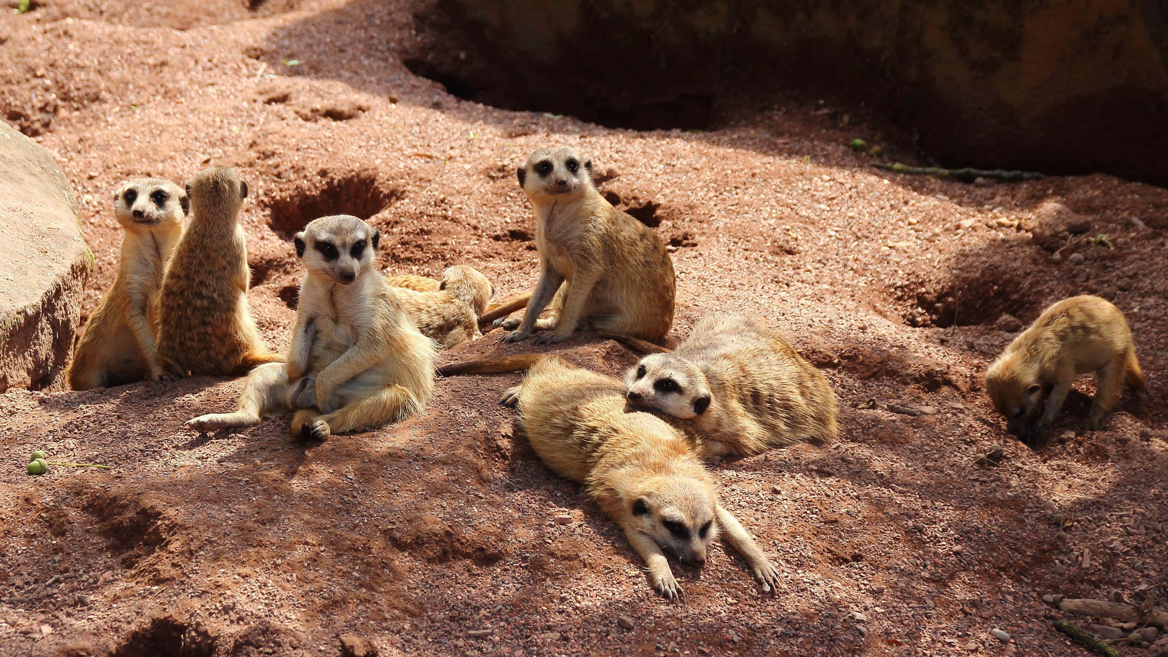 meerkat, sunbathing, red earth, 4K Desktop Wallpaper