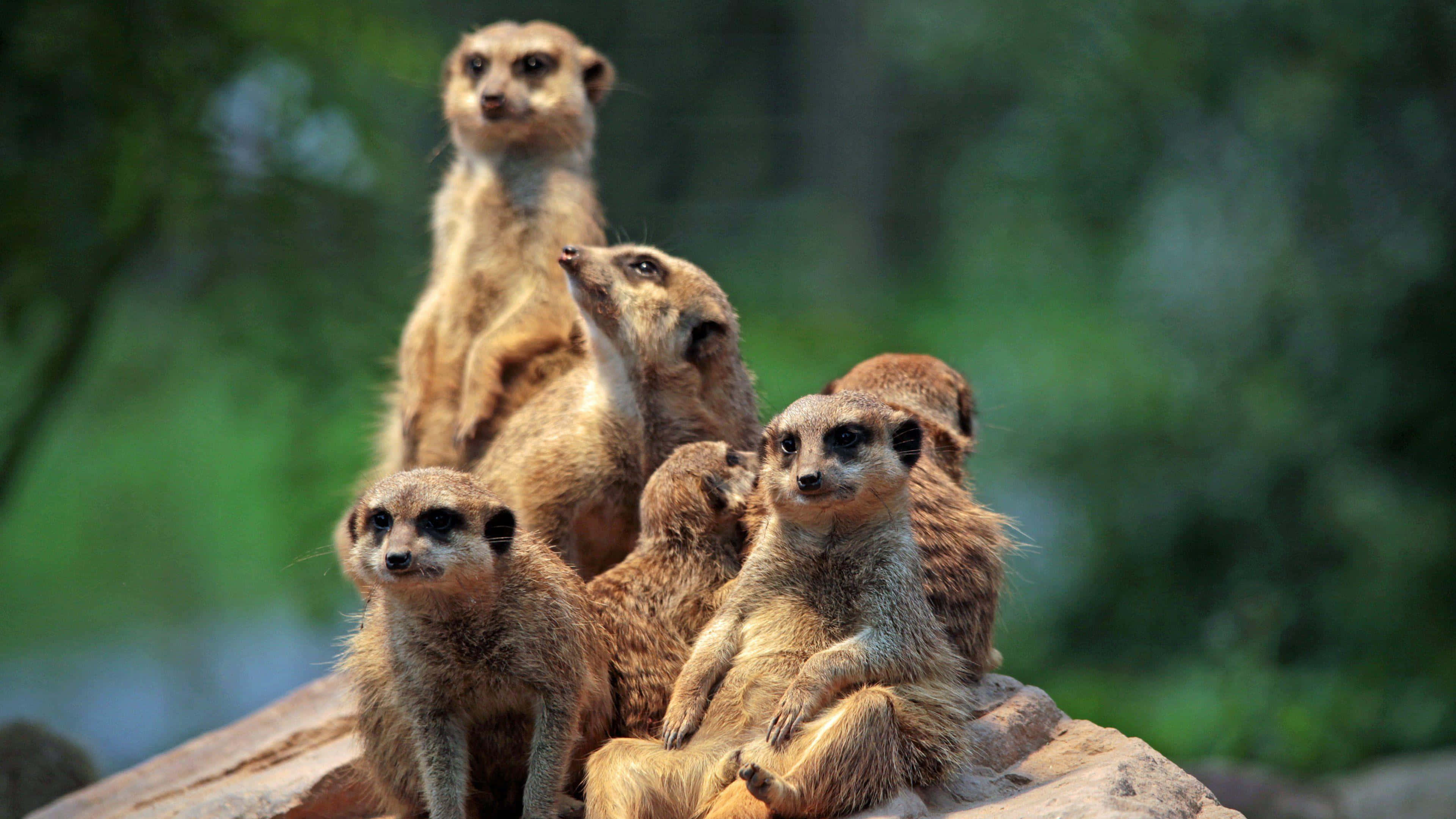 Meerkat, group of meerkats, sunlit rock, 4K Desktop Wallpaper