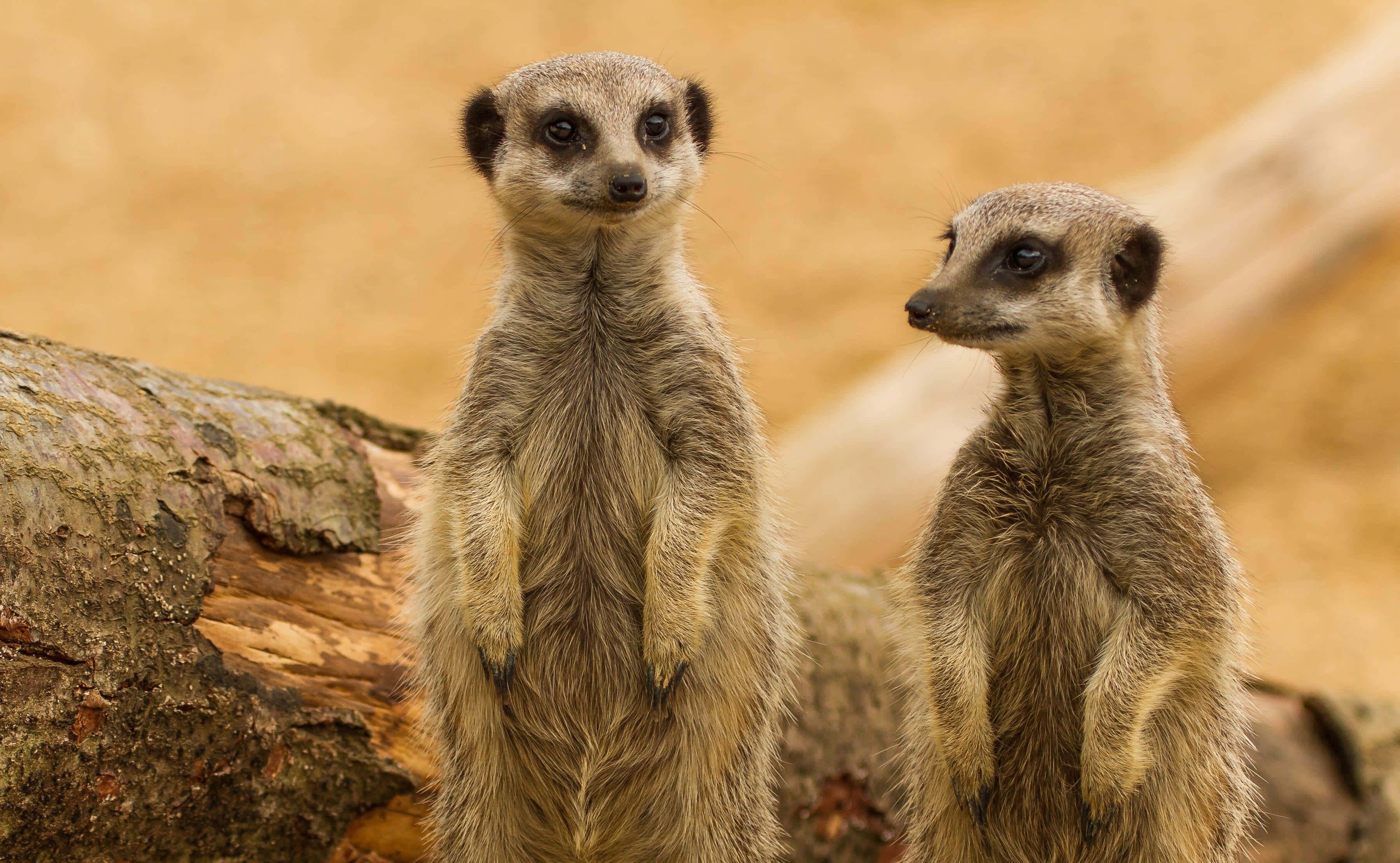 meerkats, weathered log, sunlit savanna, 2K Desktop Wallpaper