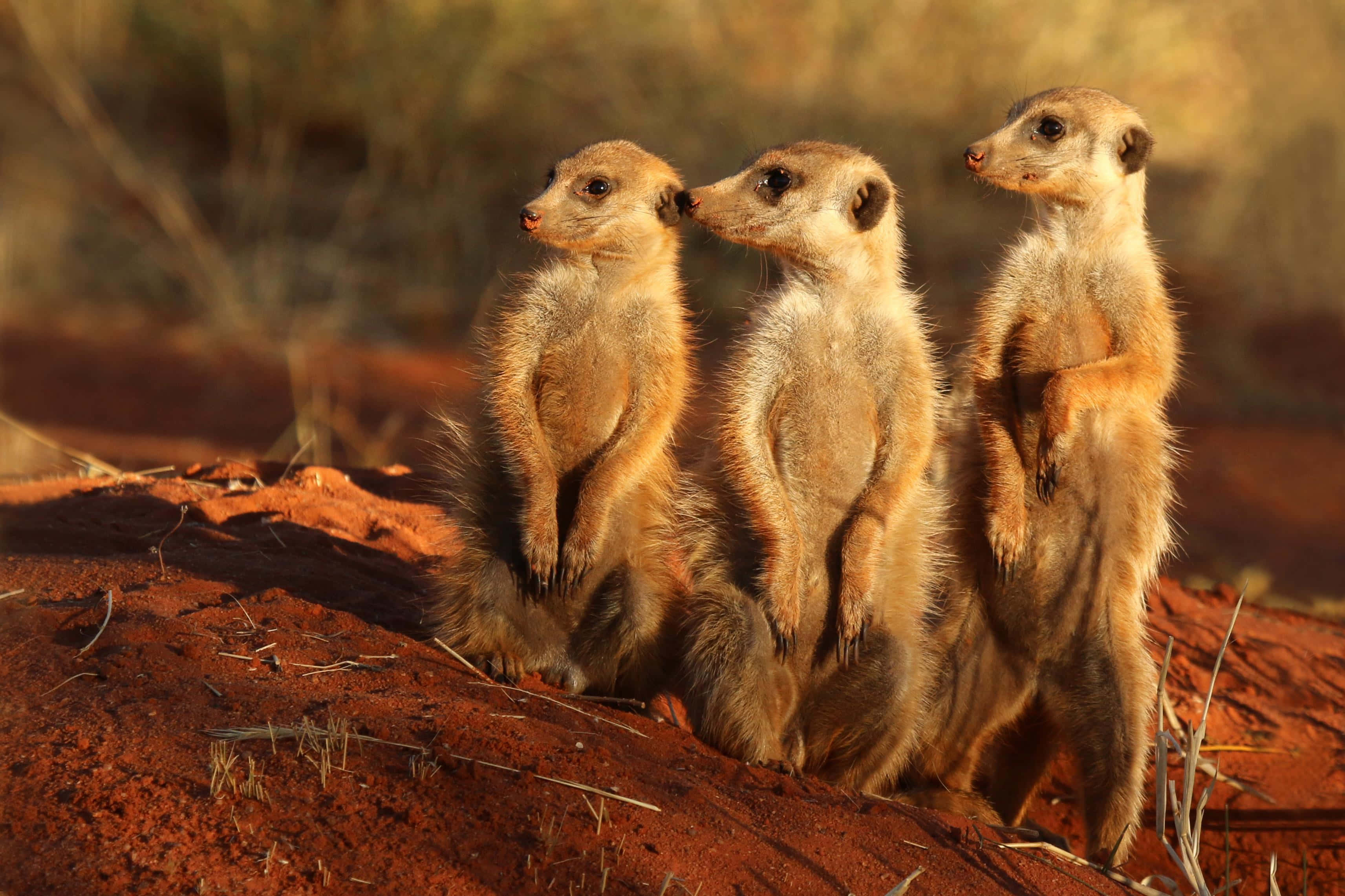 meerkats, red earth, golden sunset light, 2K Desktop Wallpaper