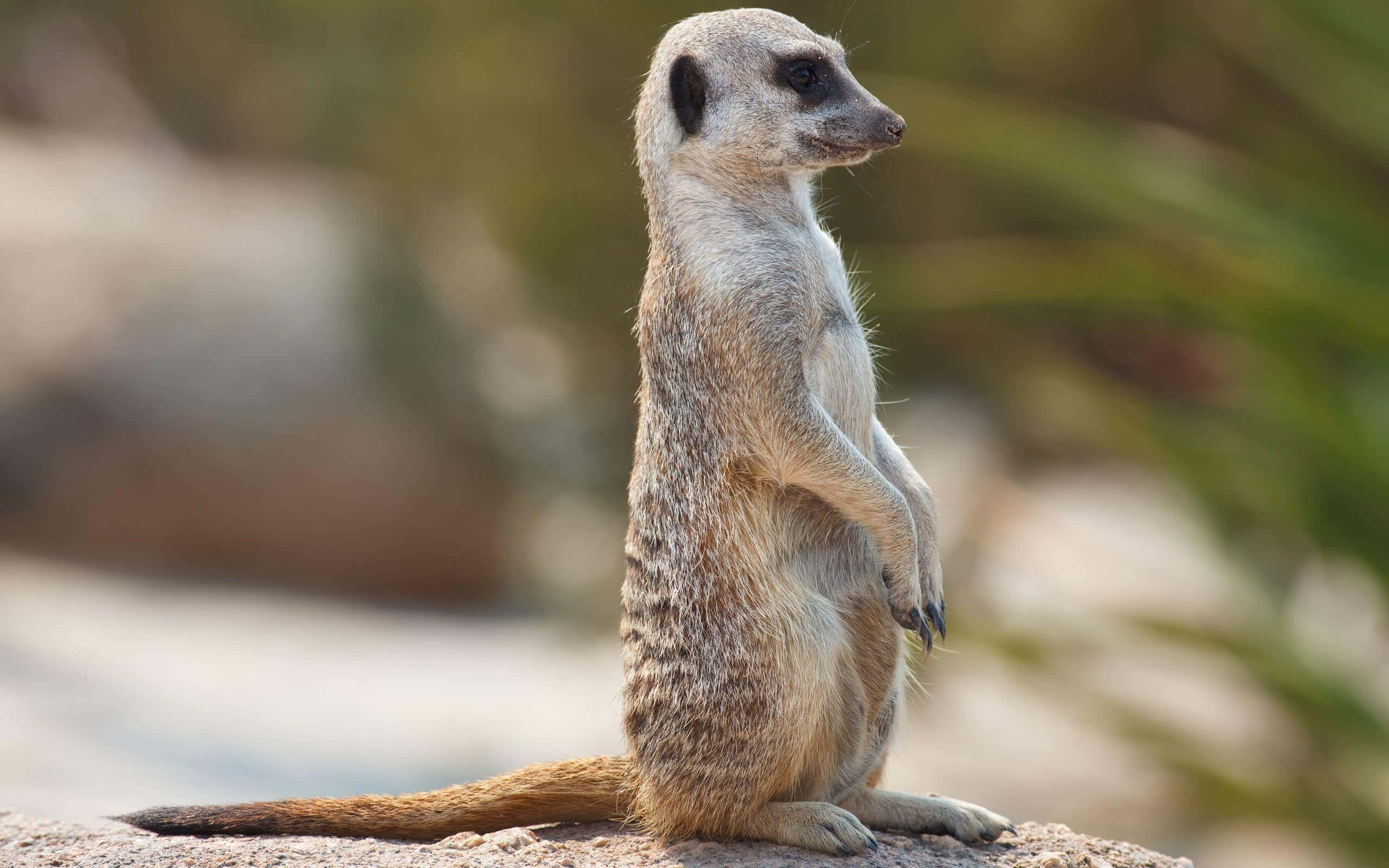 Meerkat, sunlit rock, alert eyes, 2K Desktop Wallpaper