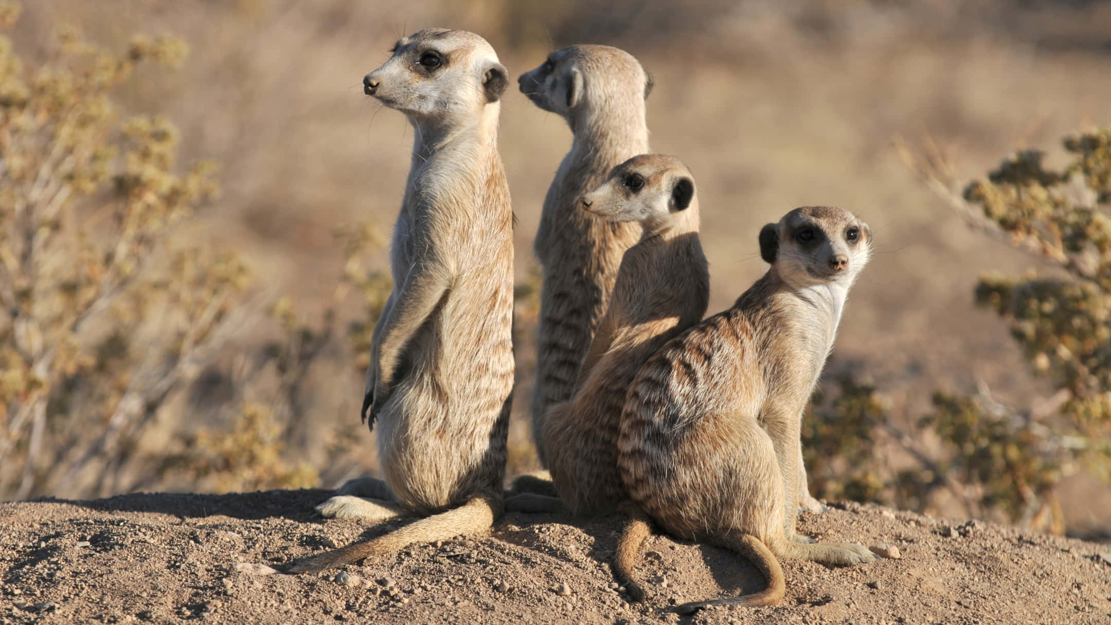 meerkats, sunlit dirt mound, dry savanna, Full HD Desktop Wallpaper