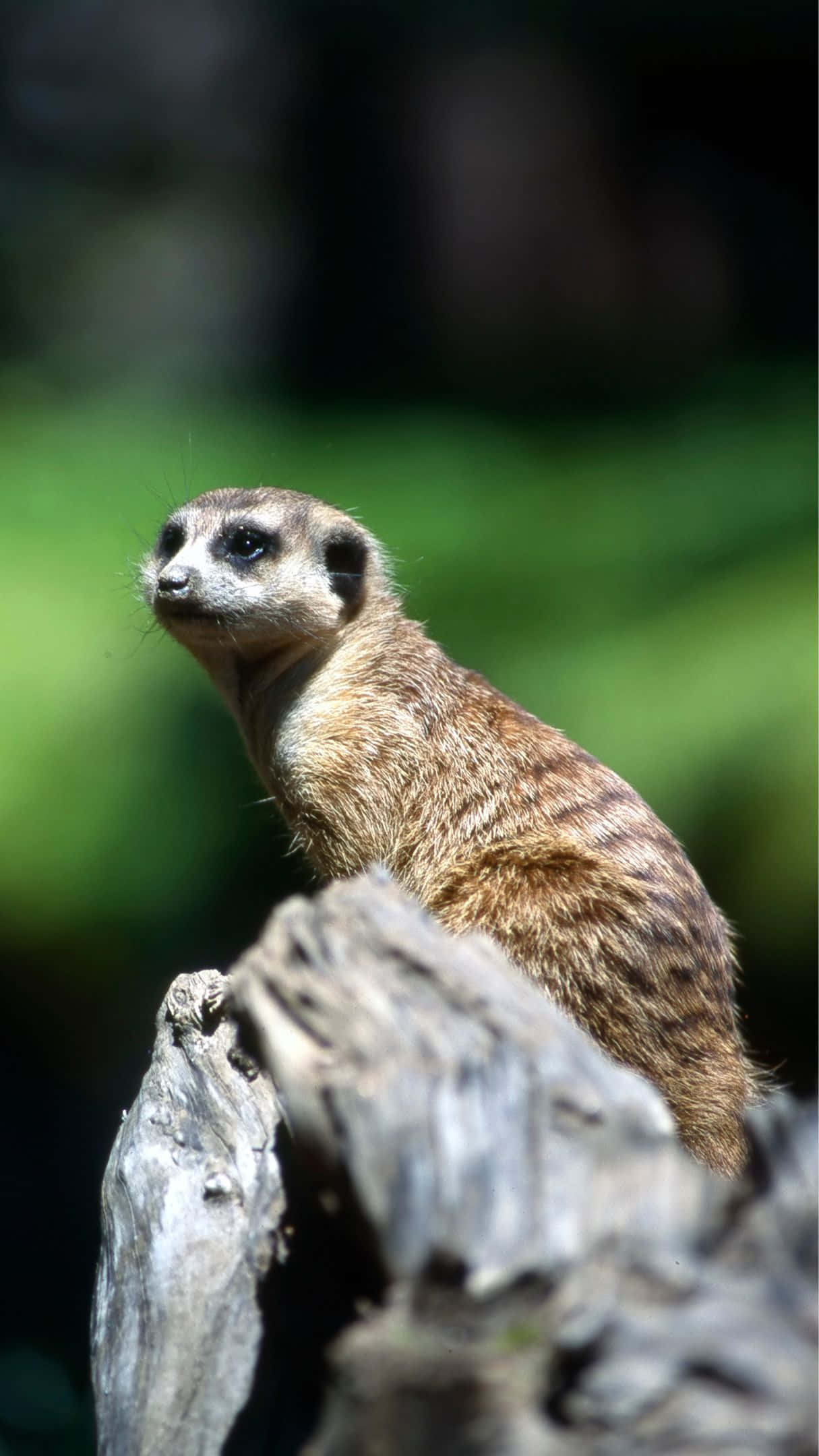Meerkat, tree stump, soft green blurred background, Full HD Phone Wallpaper