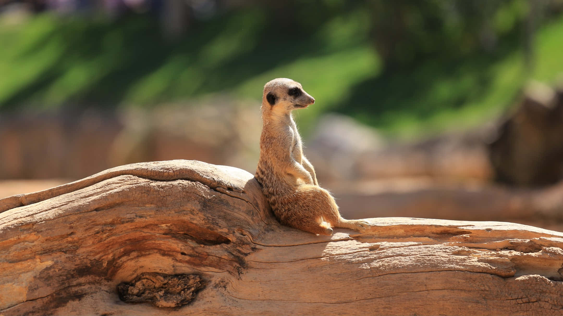 Meerkat, sunlit log, blurred green background, Full HD Desktop Wallpaper