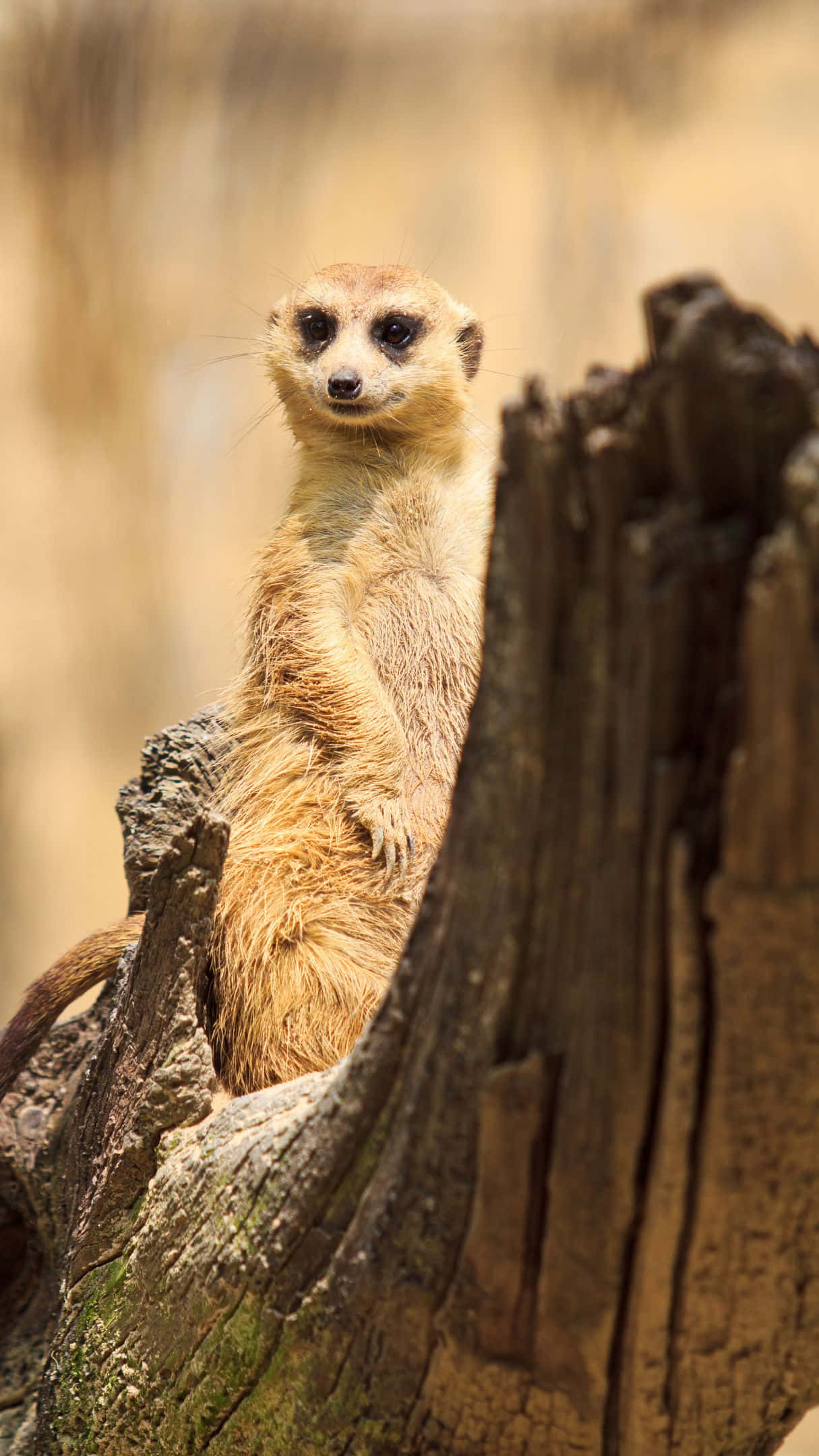 Meerkat, weathered tree stump, warm blurred background, Full HD Phone Wallpaper