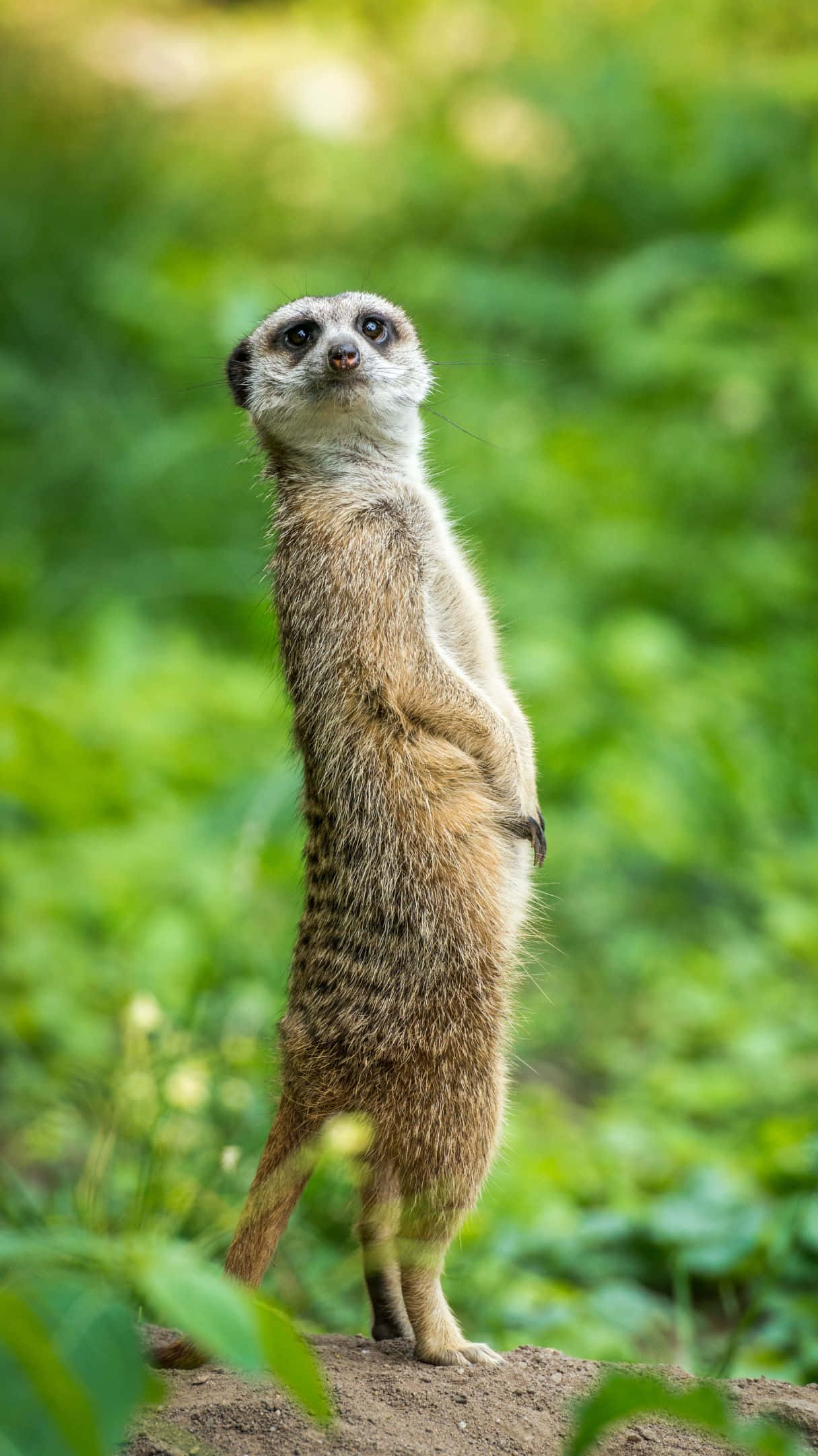 Meerkat, rock, lush green field, Full HD Phone Wallpaper