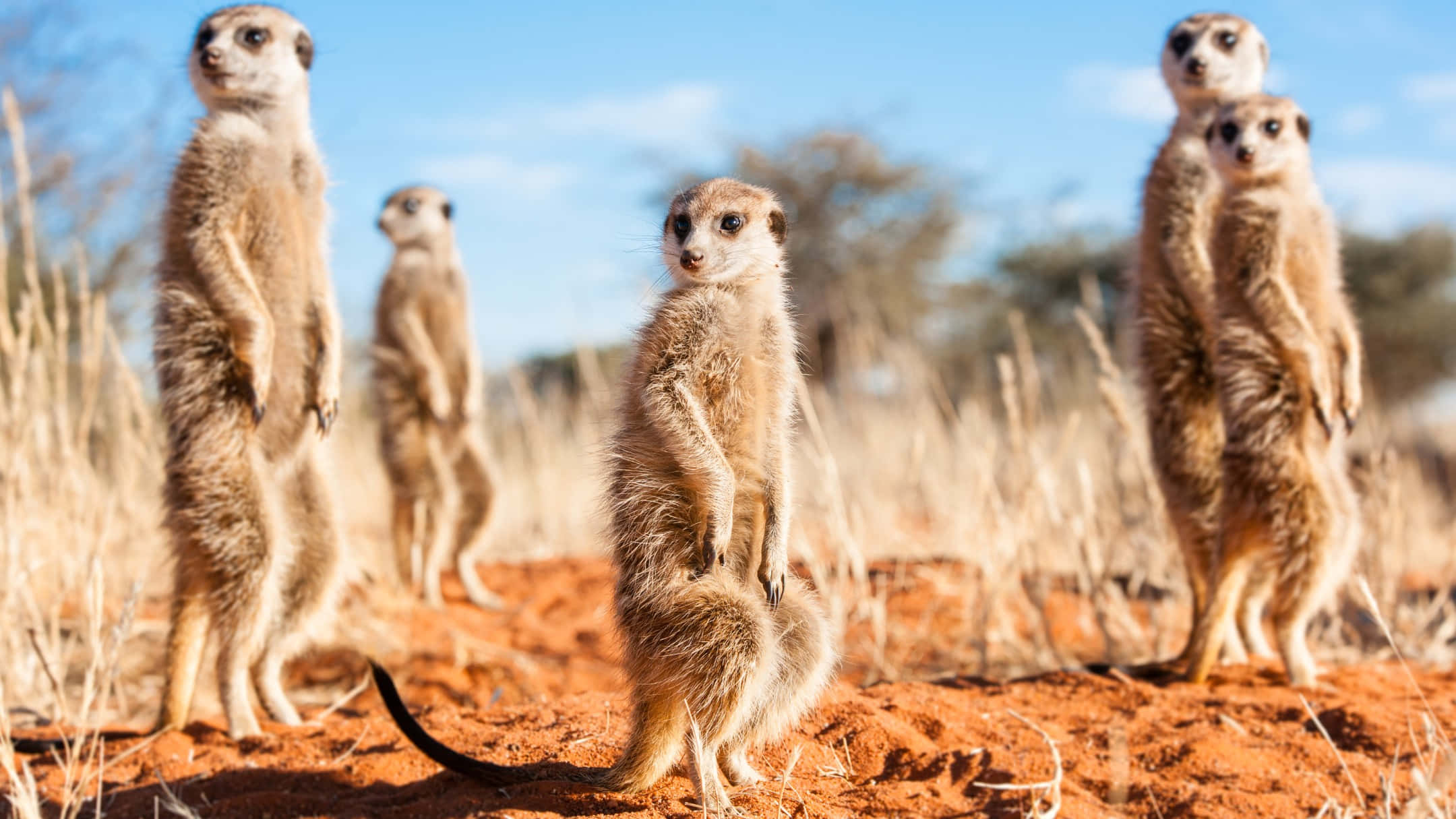meerkats, red earth, clear blue sky, Full HD Desktop Wallpaper