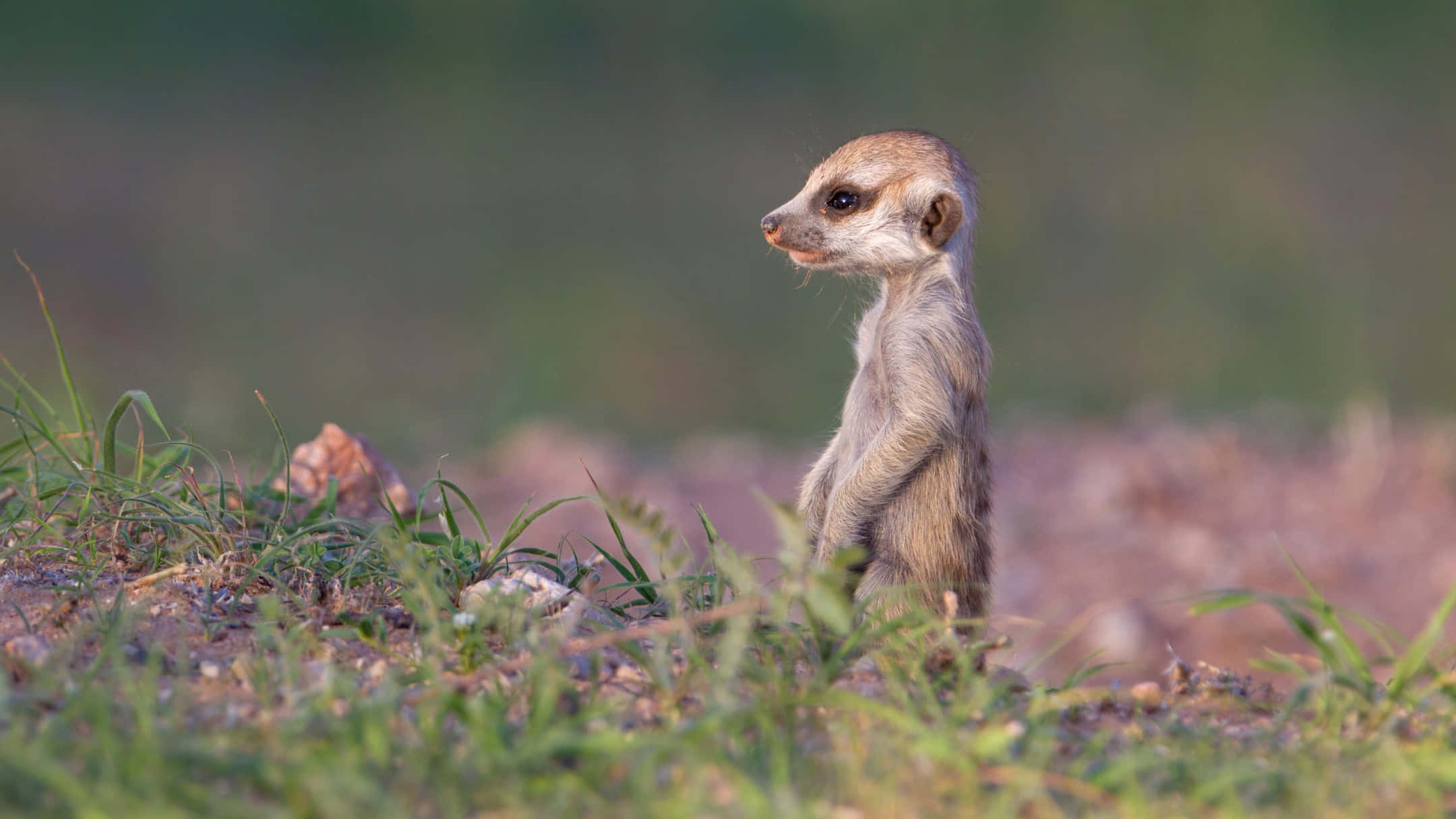 Meerkat, watch, grassy terrain, Full HD Desktop Wallpaper
