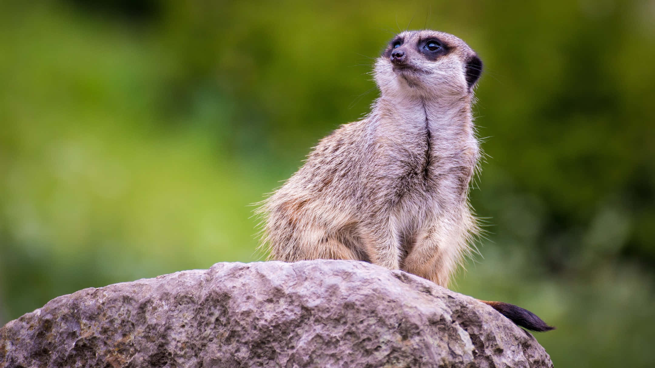 Meerkat, sunlit rock, soft green blur, Full HD Desktop Wallpaper