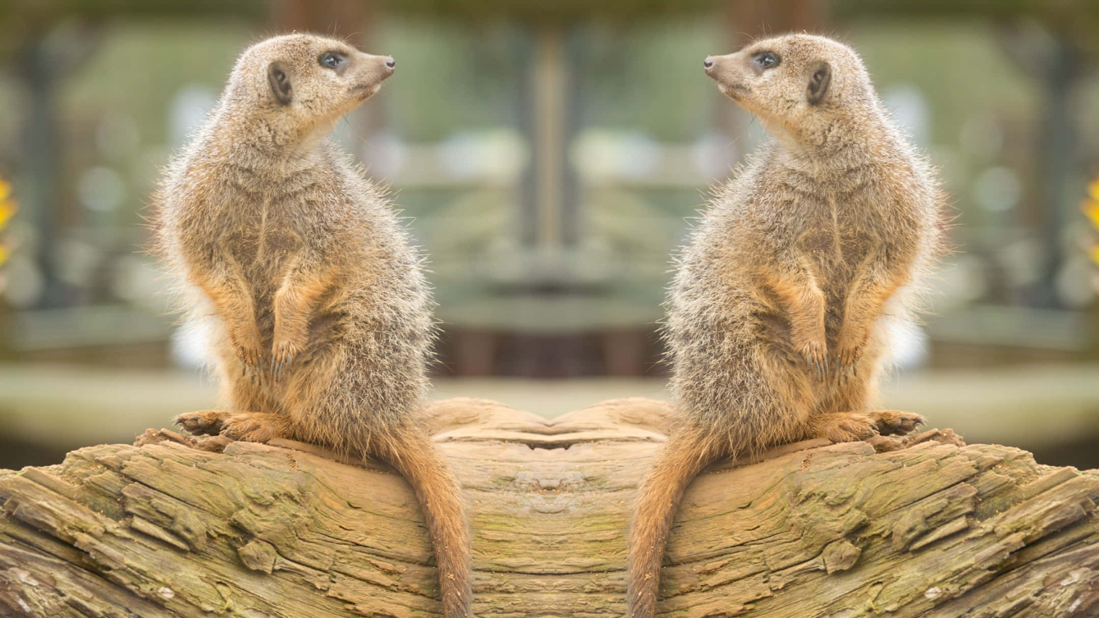 mirror meerkats symmetry, meerkats, weathered log, Full HD Desktop Wallpaper
