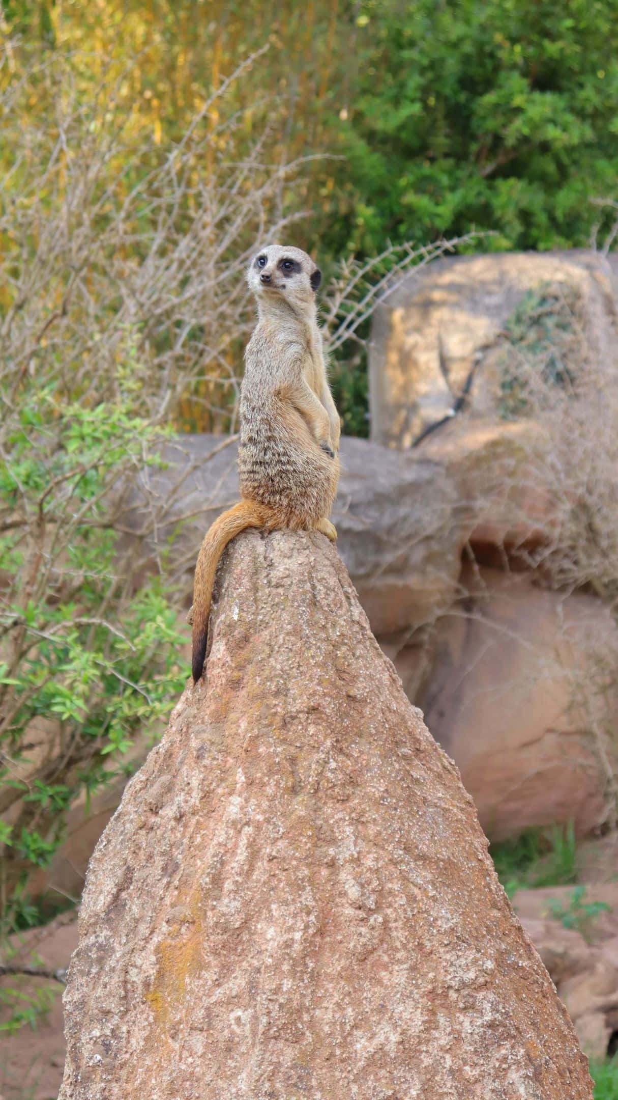 Meerkat, sunlit rock, green and dry brush, Full HD Phone Wallpaper