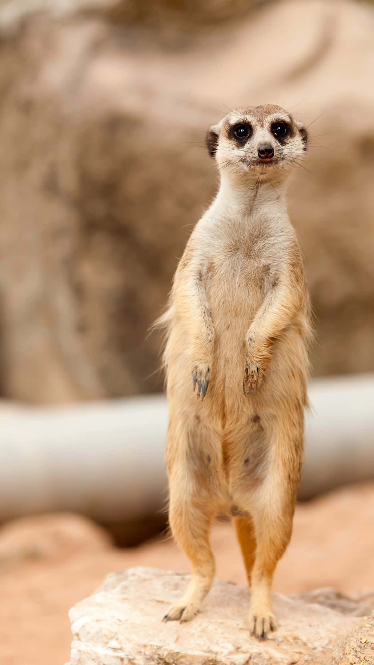 Meerkat, rock, earth color, Full HD Phone Wallpaper