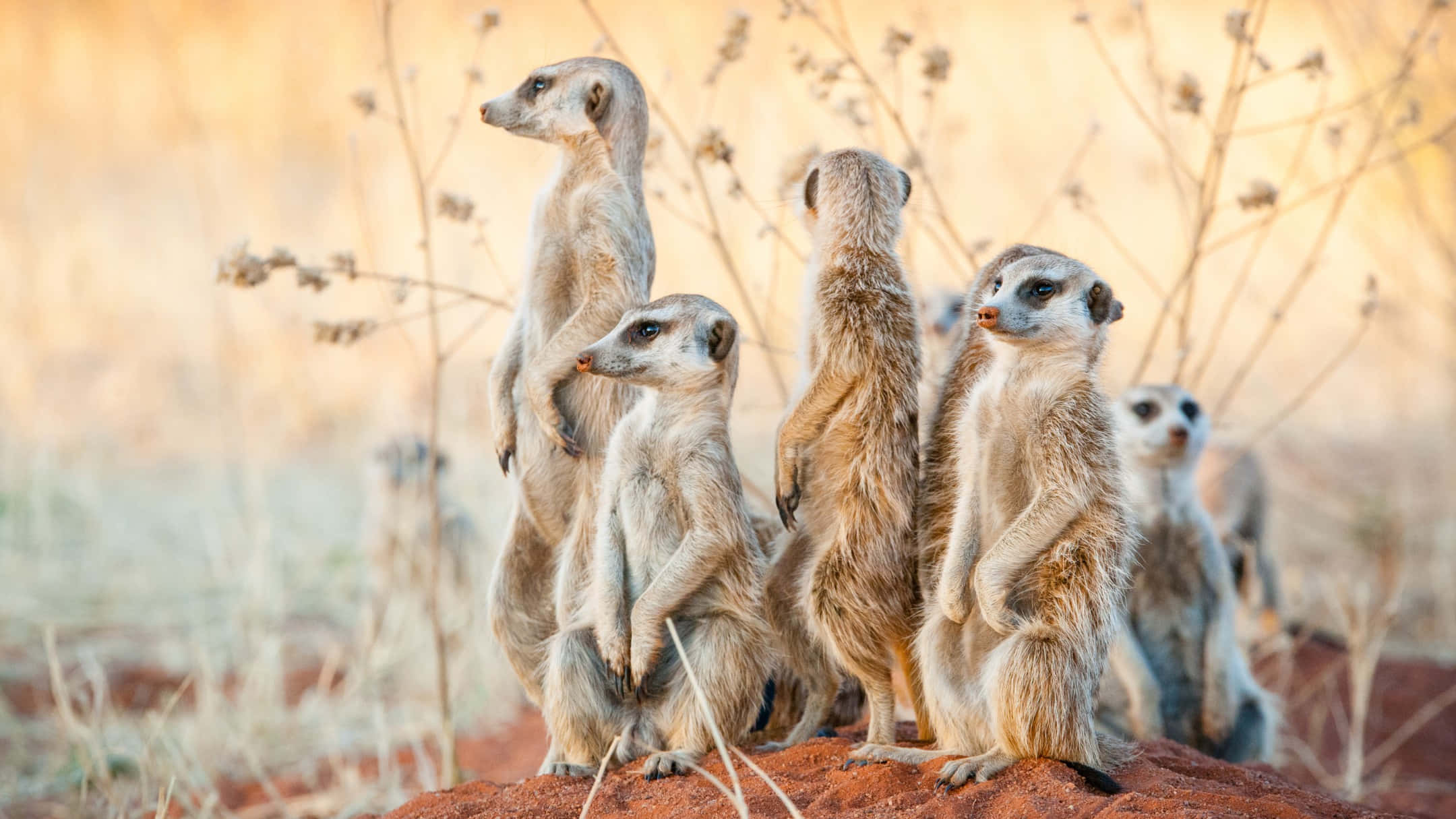 meerkats, red dirt mound, sunlit savanna, Full HD Desktop Wallpaper