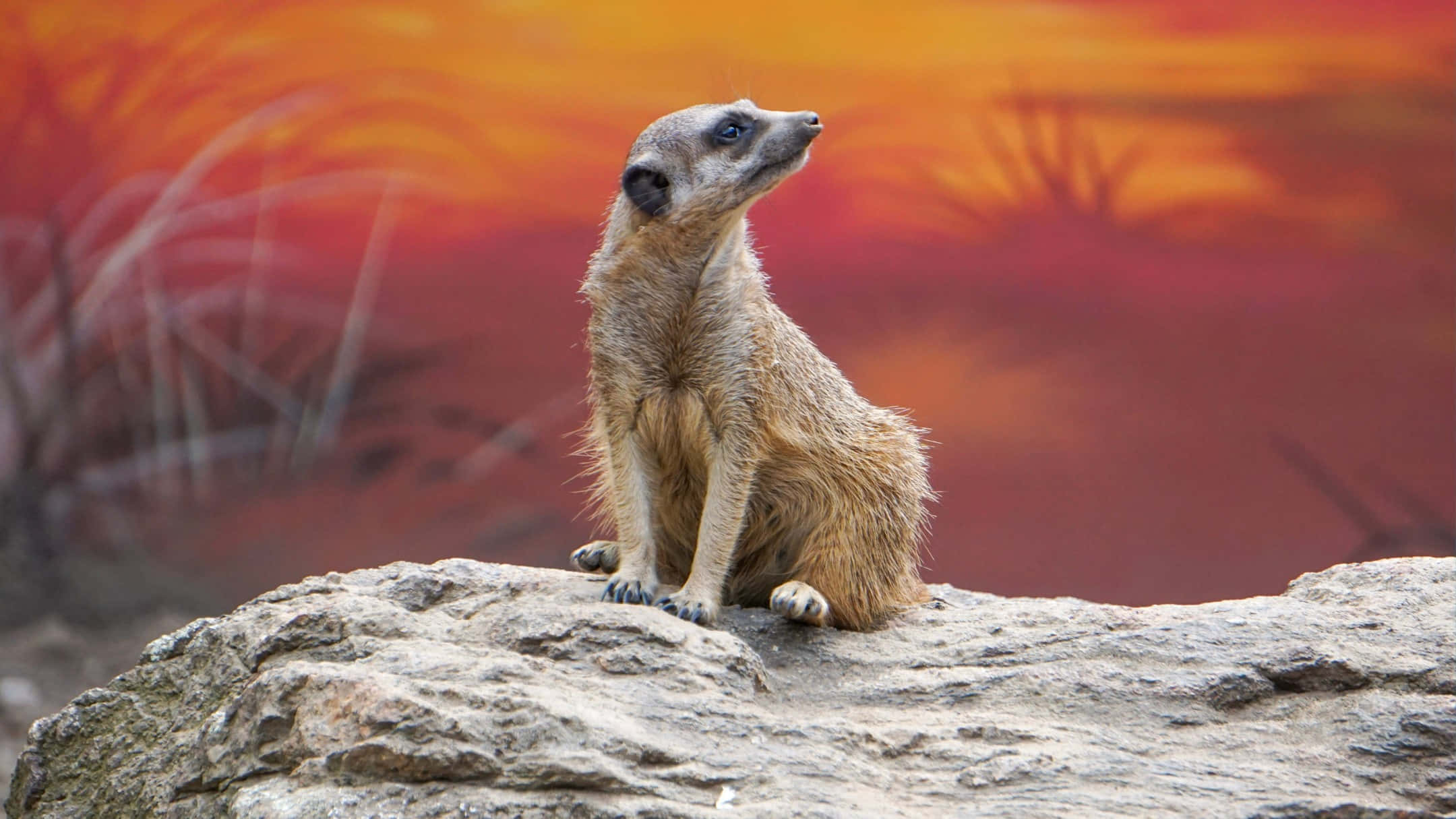 Meerkat, rocky outcrop, fiery orange and red sunset sky, Full HD Desktop Wallpaper