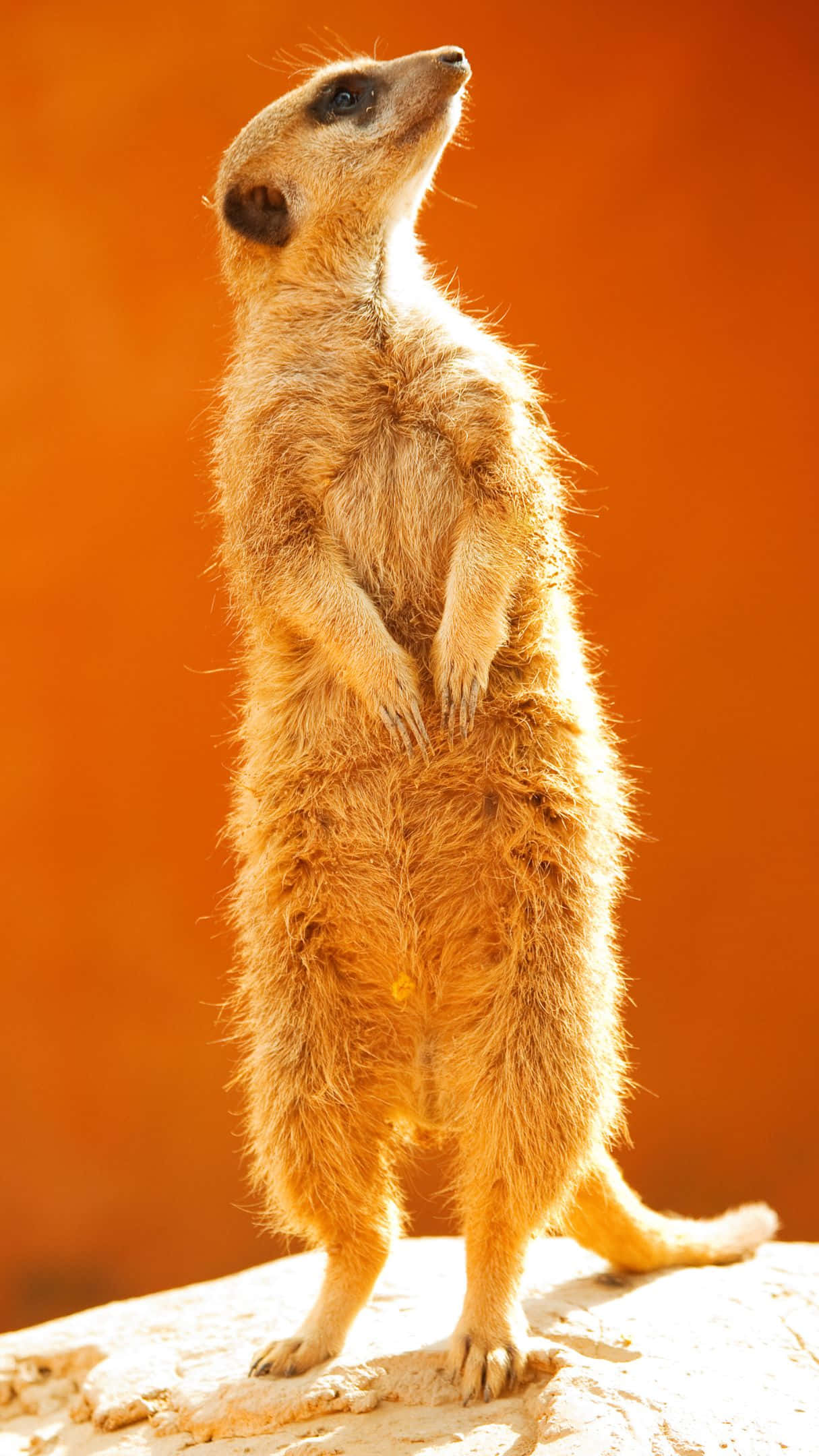 Meerkat, rock, warm orange backdrop, Full HD Phone Wallpaper