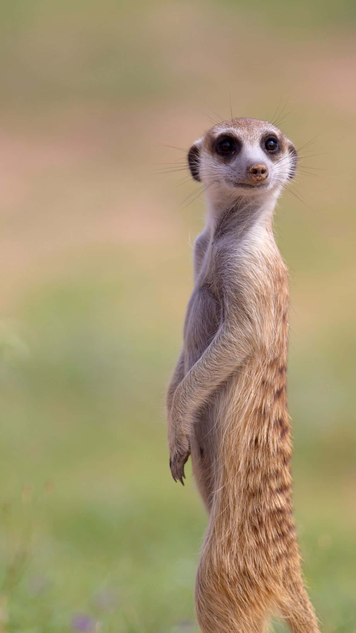 Meerkat, grassy terrain, soft blurred background, Full HD Phone Wallpaper