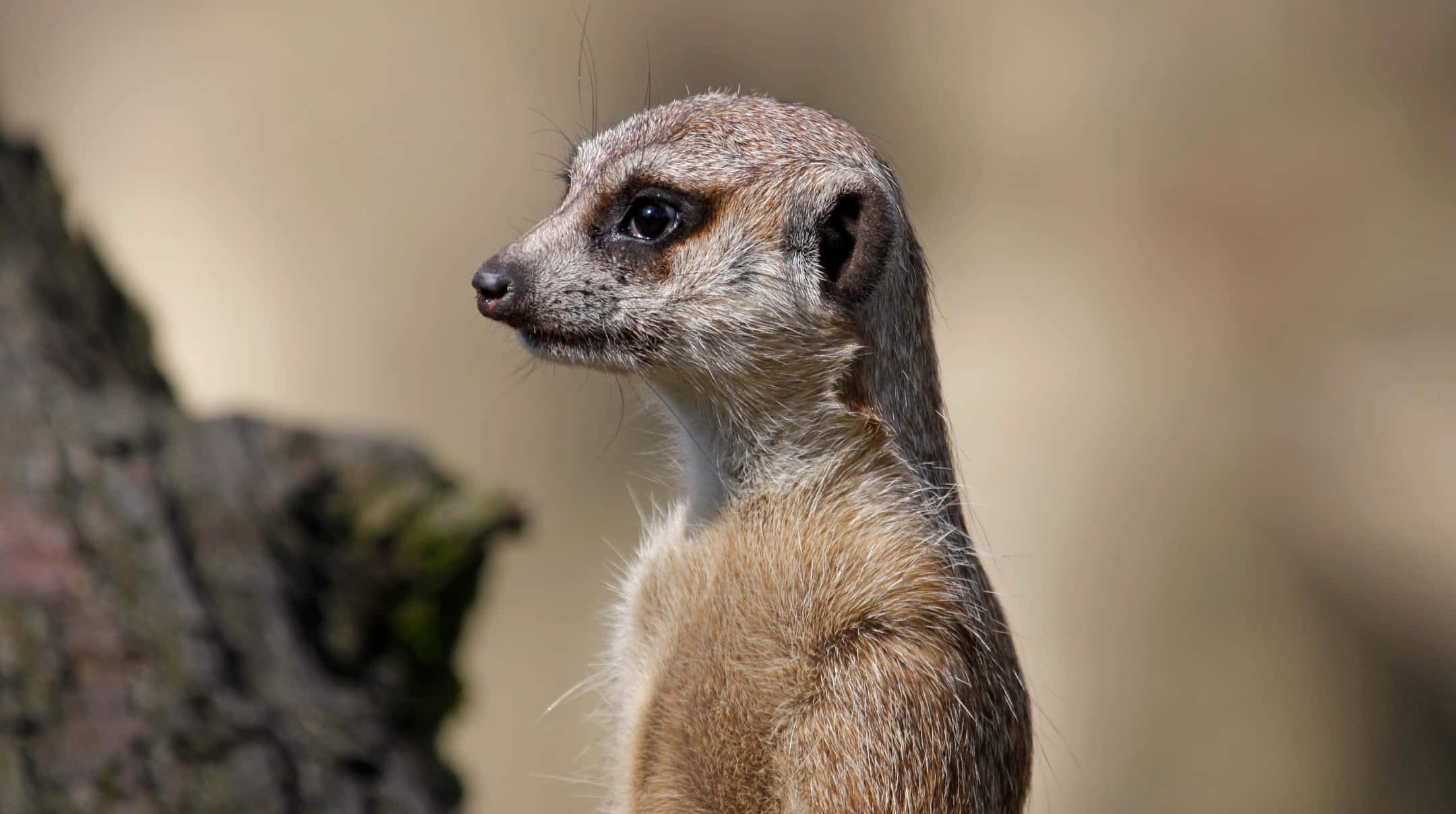 Meerkat, alert, profile, Full HD Desktop Wallpaper