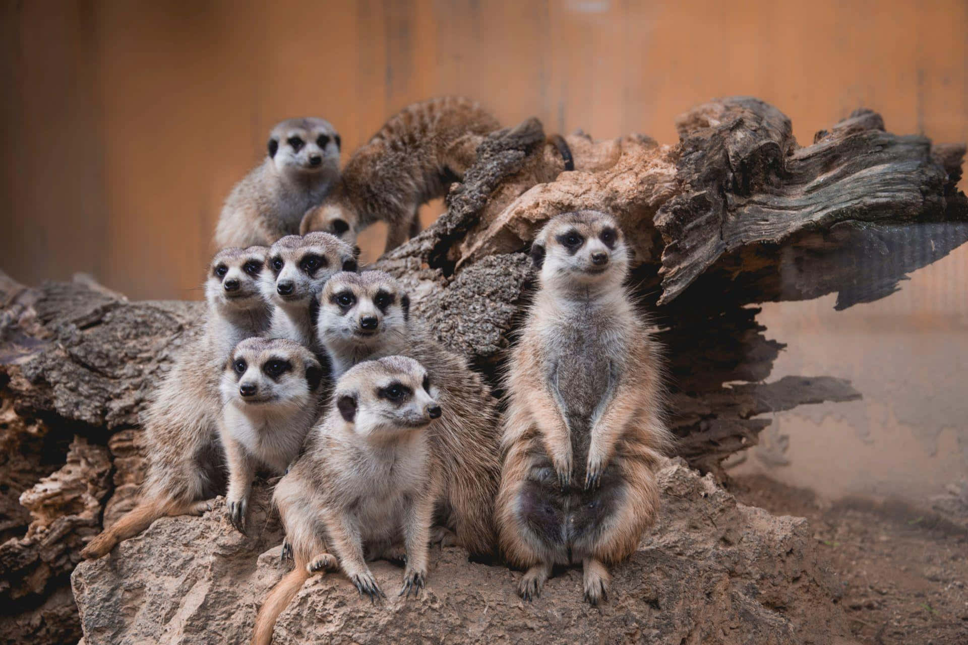 meerkat, group, logs, Full HD Desktop Wallpaper