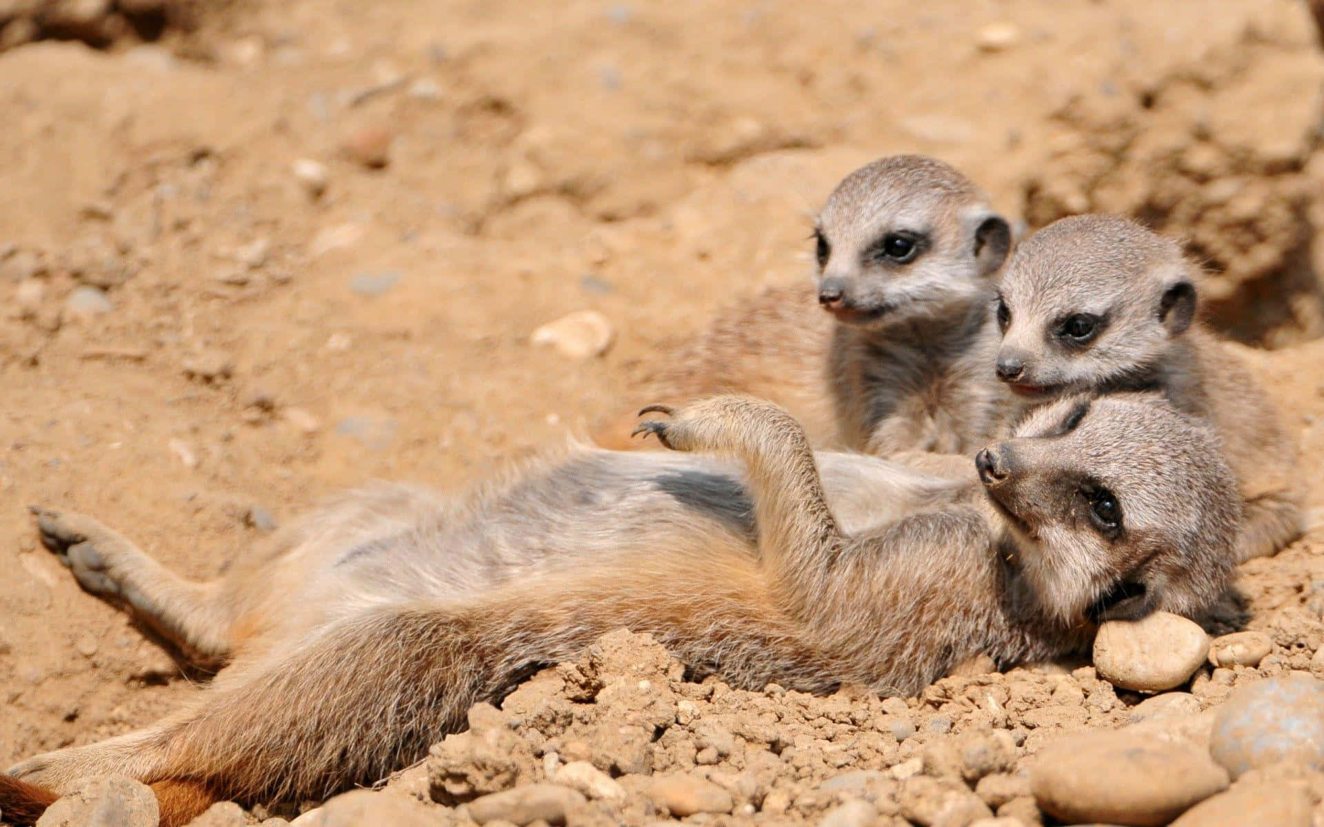 Meerkat, family, playtime, Full HD Desktop Wallpaper