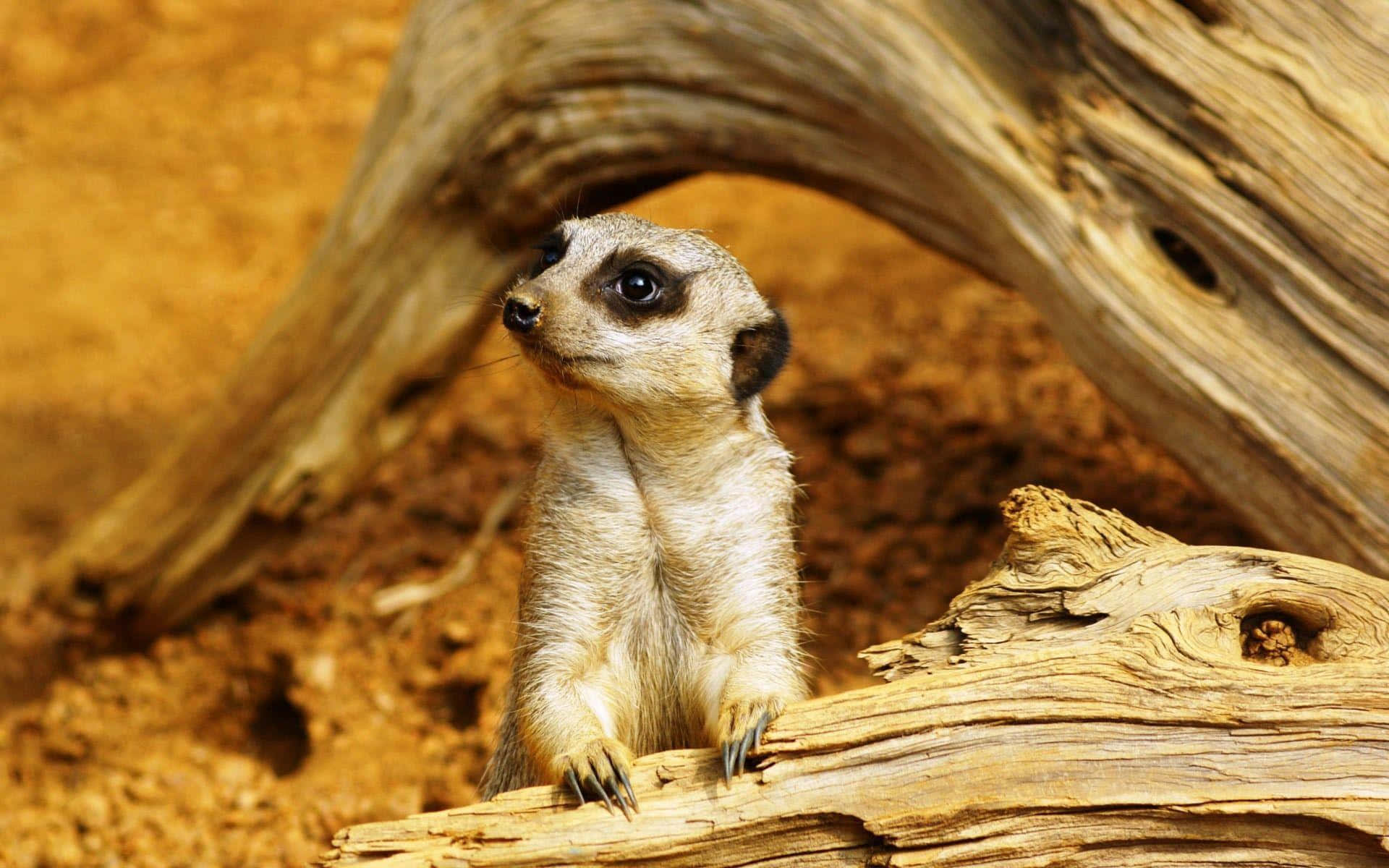Meerkat, watch, weathered log, Full HD Desktop Wallpaper