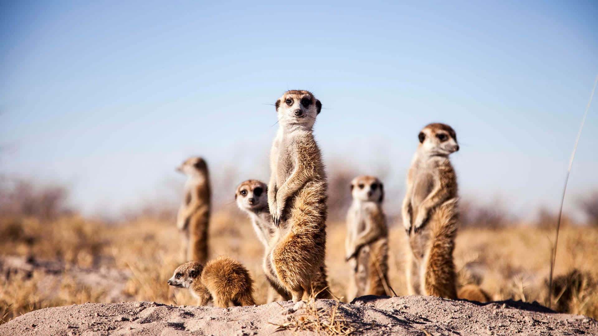 meerkats, sunlit rock, dry grassland, Full HD Desktop Wallpaper