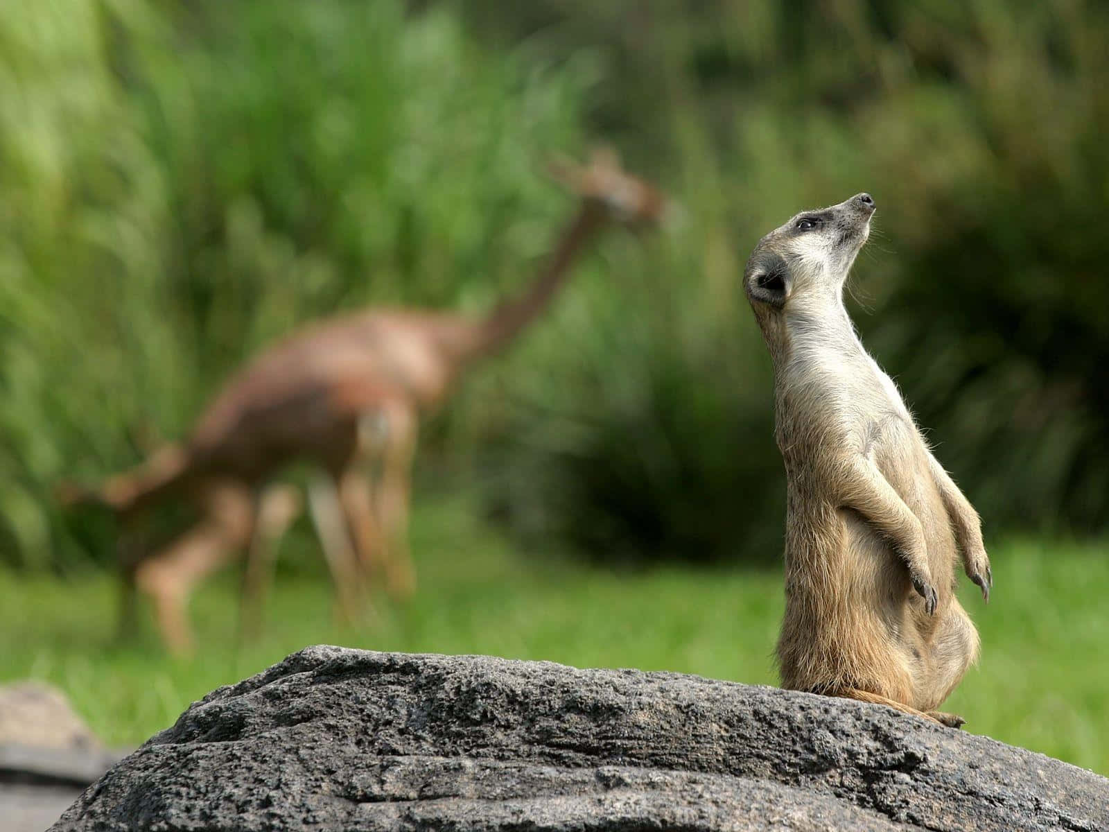 Meerkat, rock, gazelle, HD Desktop Wallpaper