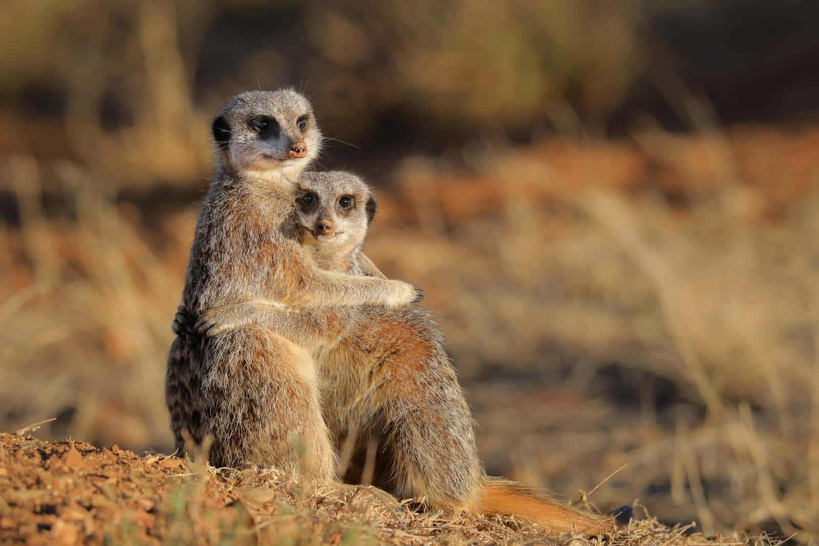 Meerkat, wild, dry grass, HD Desktop Wallpaper