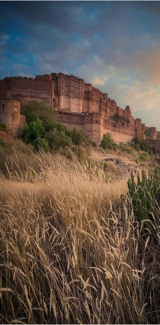 Mehrangarh Fort, hilltop, field of golden grass, HD Phone Wallpaper
