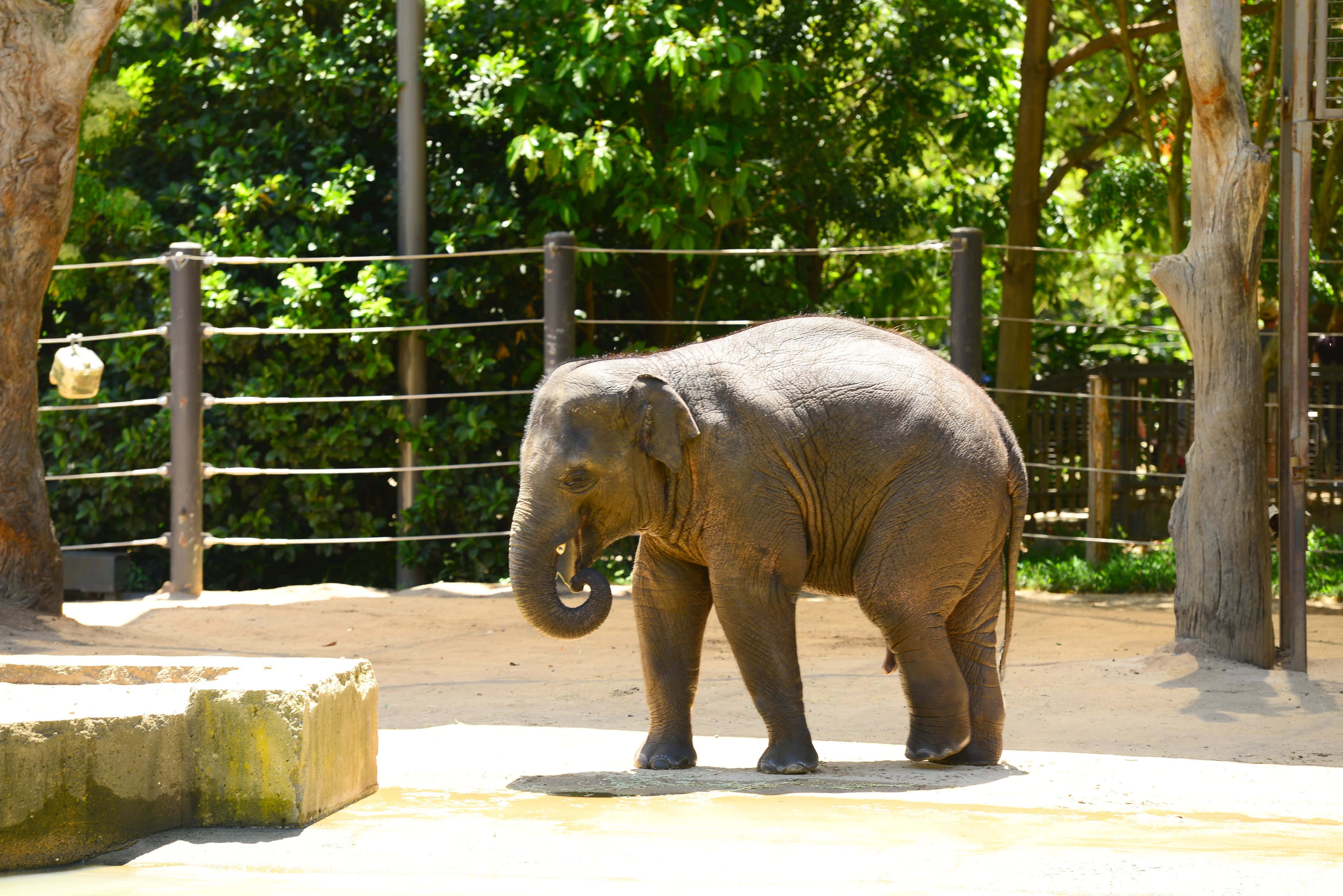 Melbourne Zoo, elephant enclosure, sunlit, 2K Desktop Wallpaper