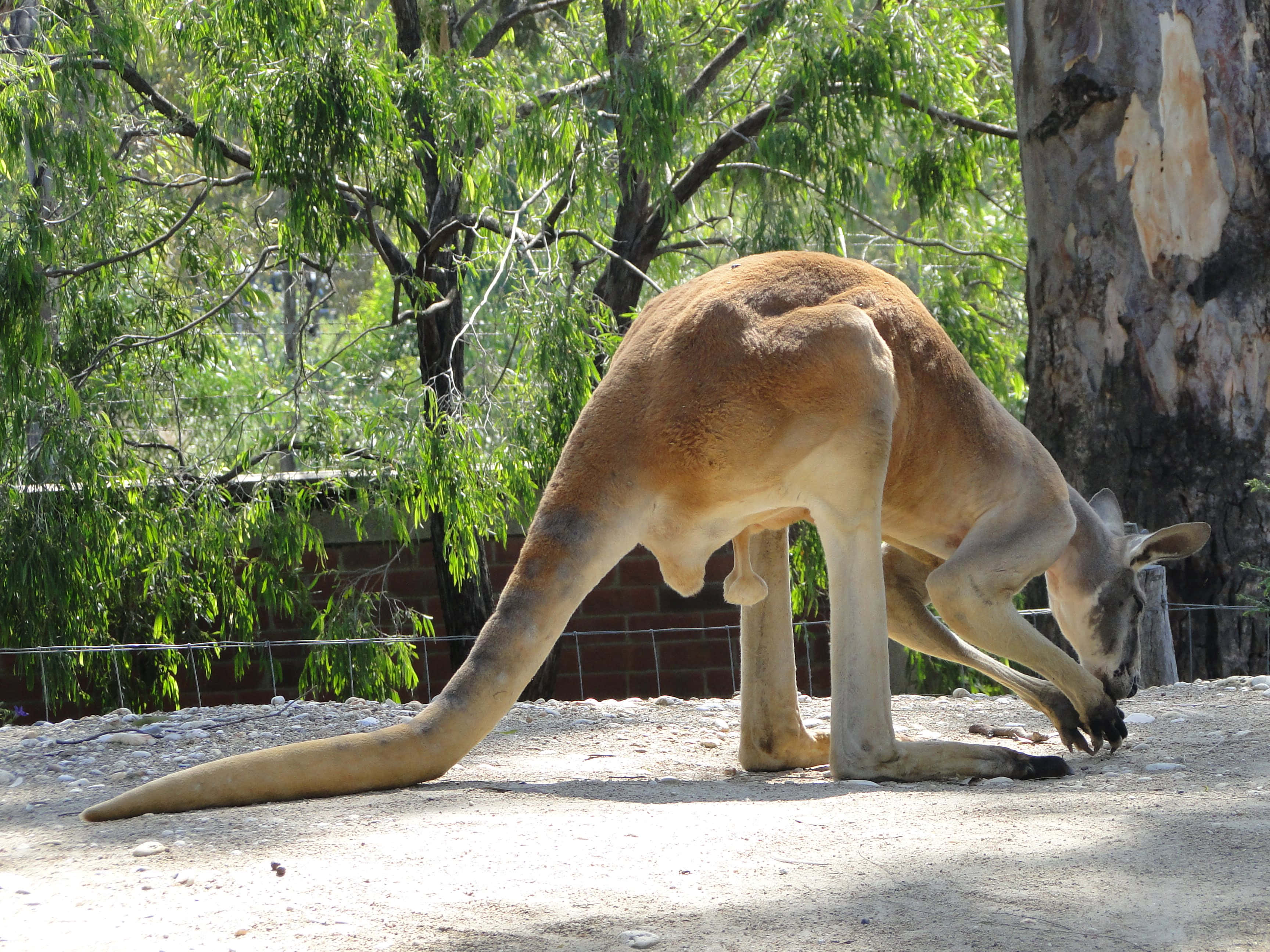 kangaroo, drinking water, Melbourne Zoo, 2K Desktop Wallpaper