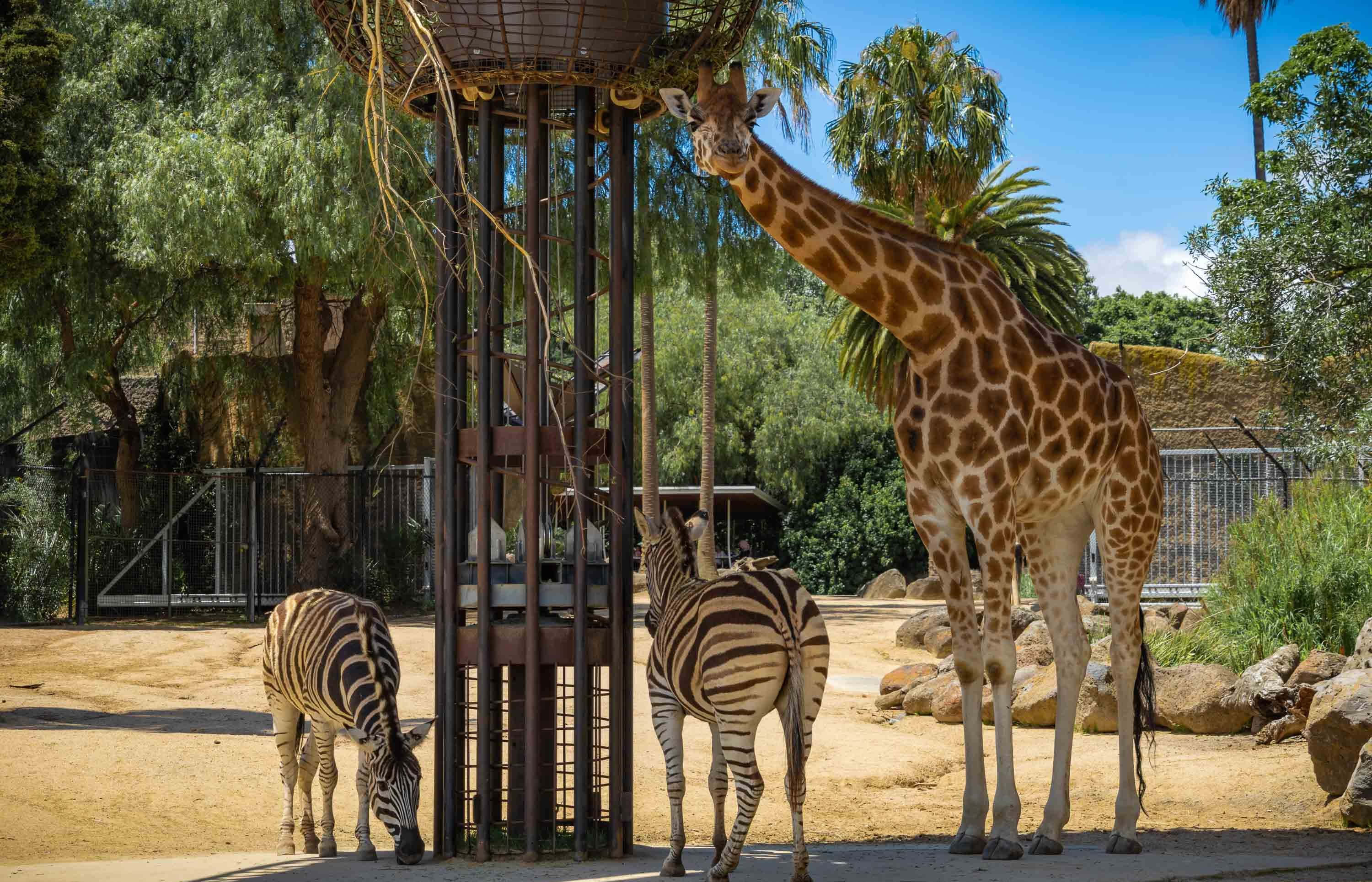 giraffe, zebras, Melbourne Zoo, 2K Desktop Wallpaper