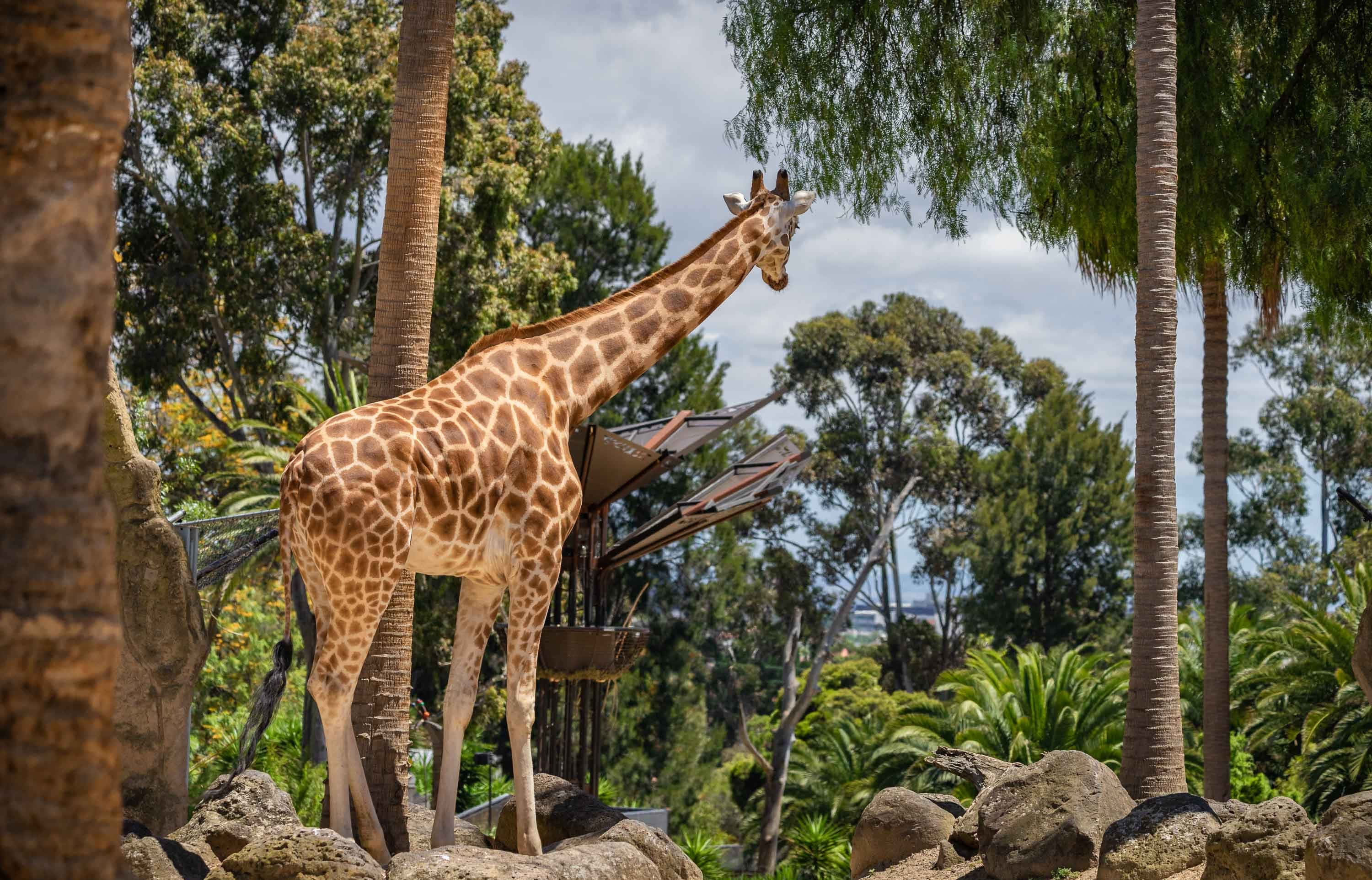 giraffe, palms, Melbourne Zoo, 2K Desktop Wallpaper