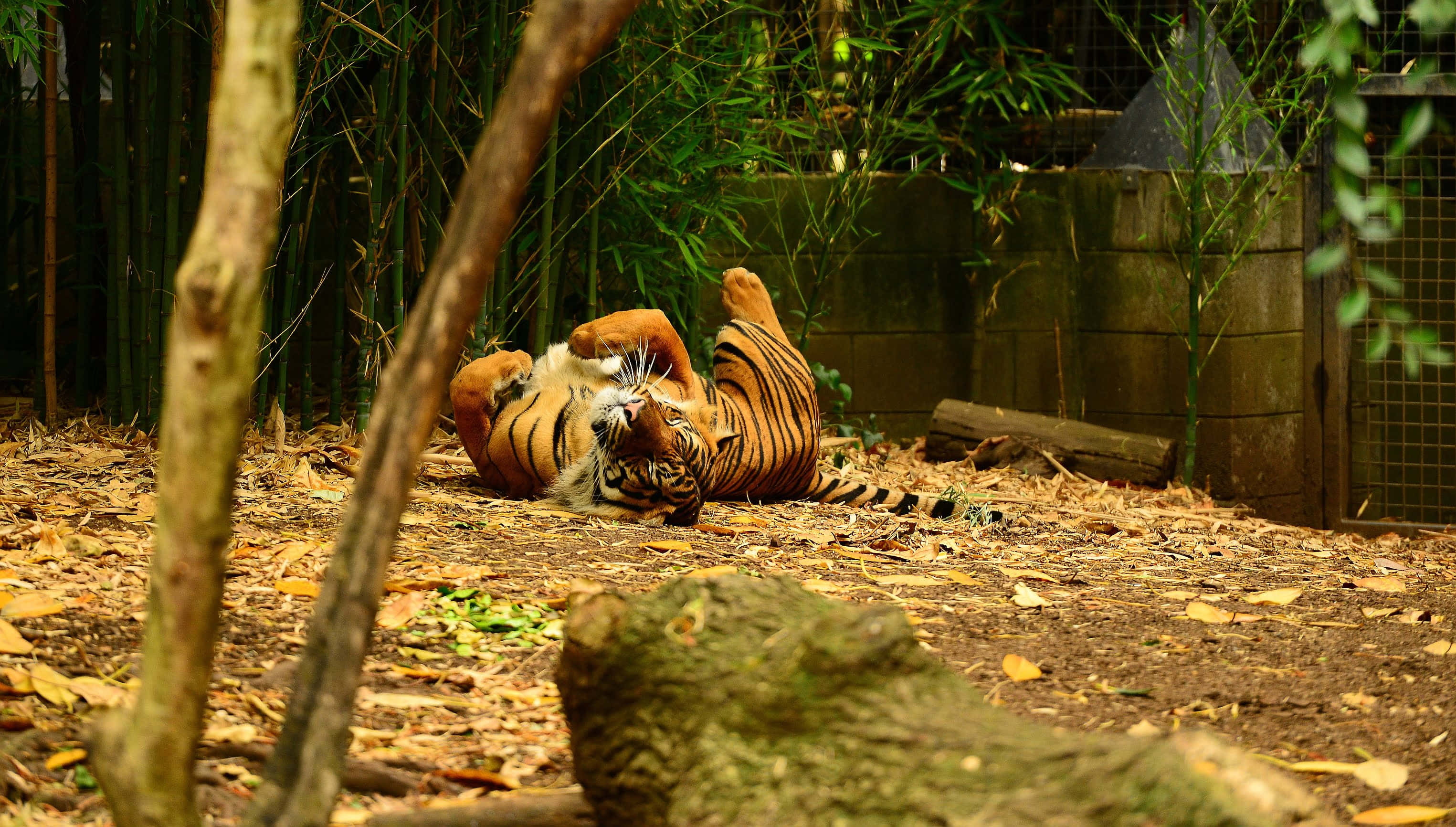 Melbourne Zoo, tiger, leafy enclosure, 2K Desktop Wallpaper