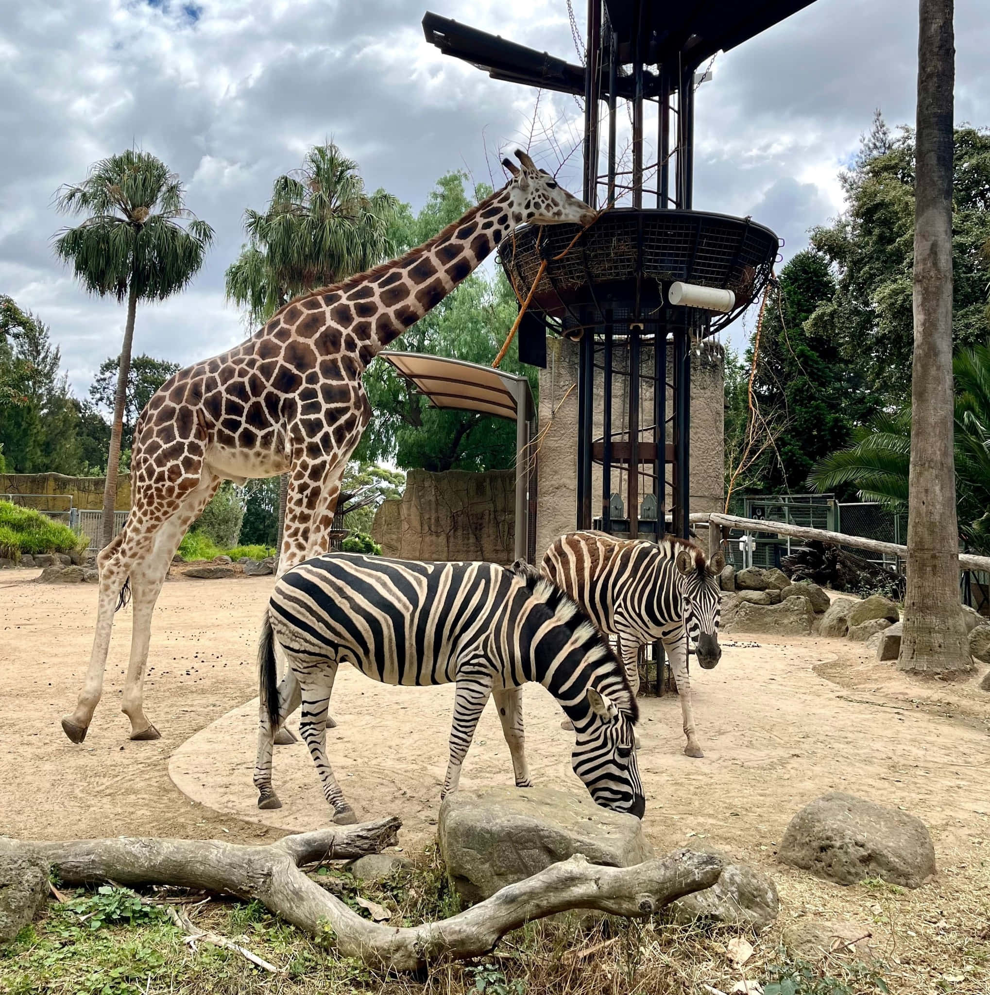 giraffe, zebras, Melbourne Zoo, Full HD Phone Wallpaper