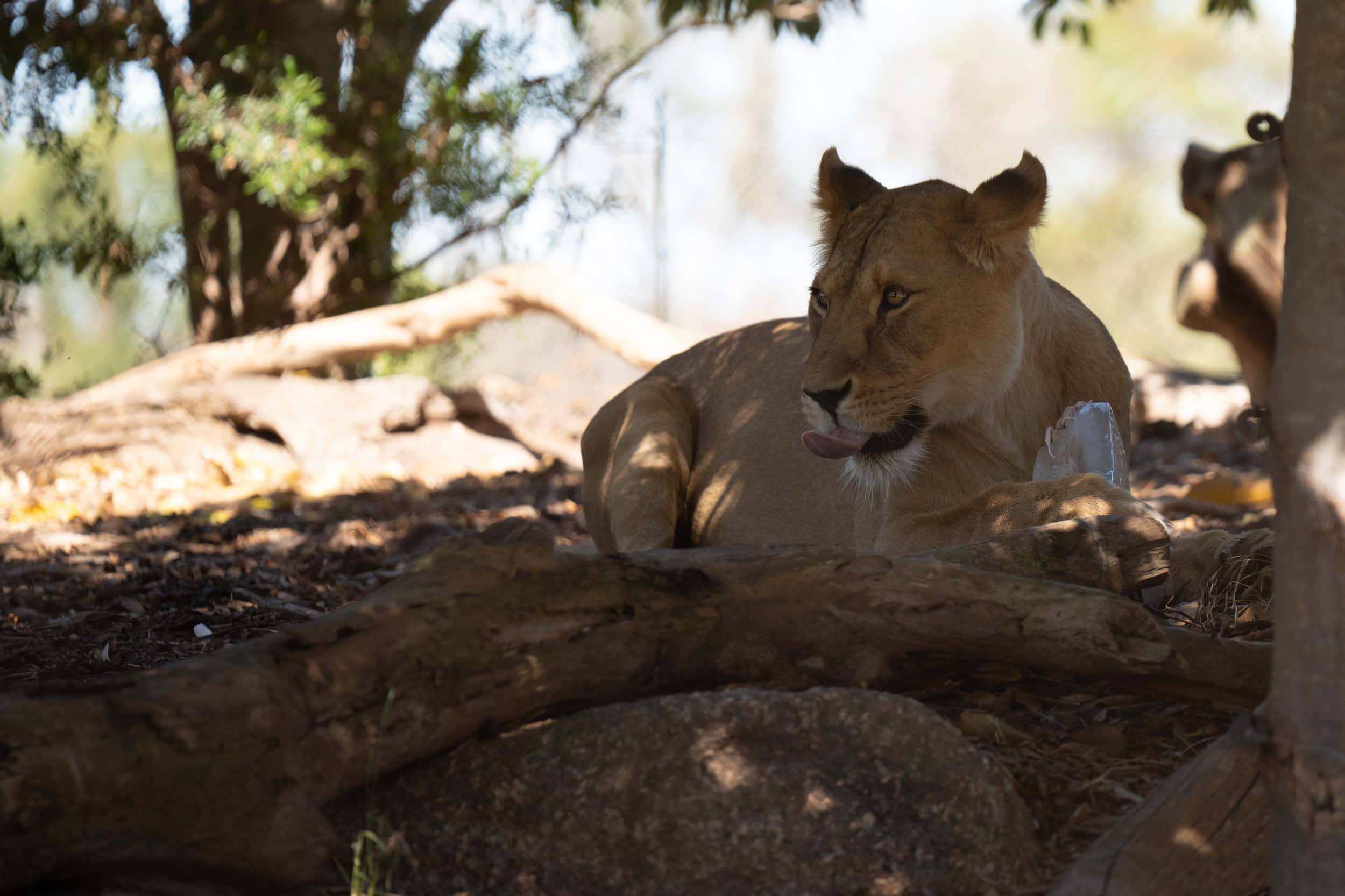 lioness, Melbourne Zoo, dappled sunlight, Full HD Desktop Wallpaper