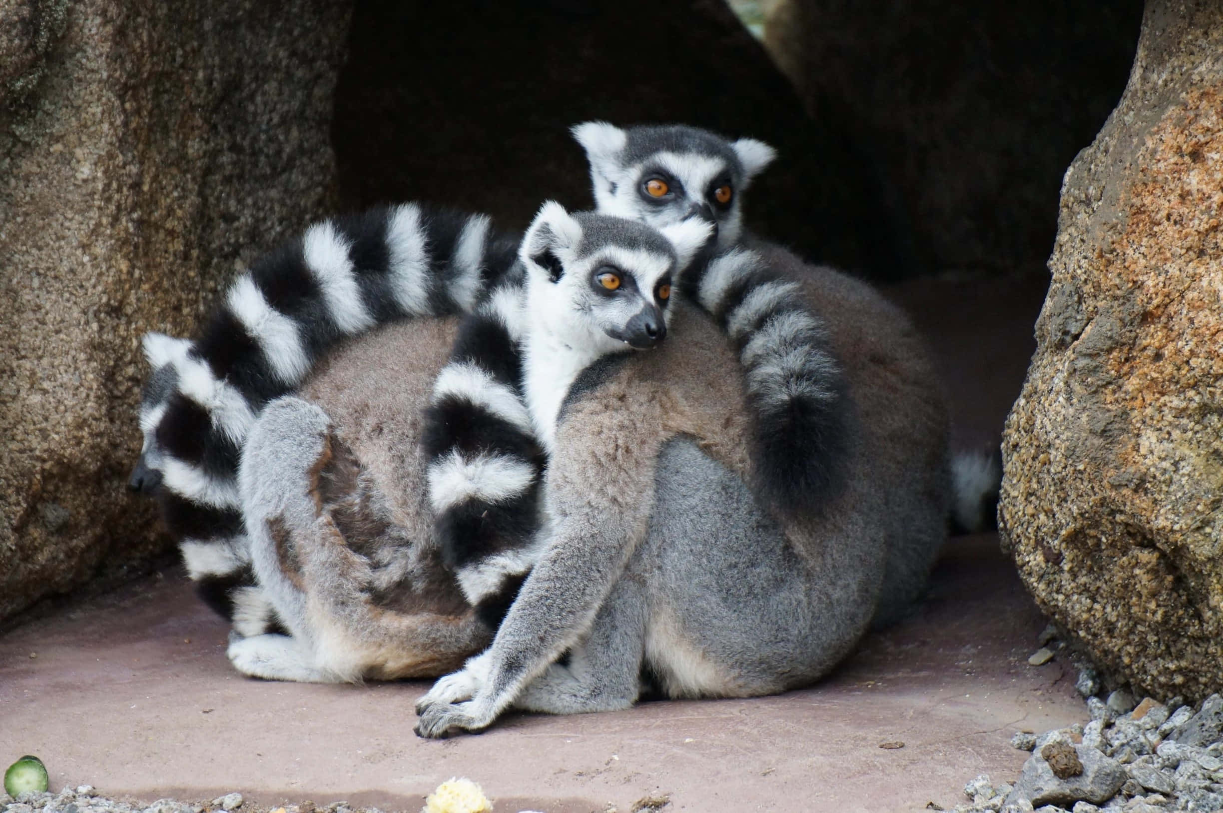 ringtailed lemurs, cuddling, rocky enclosure, Full HD Desktop Wallpaper