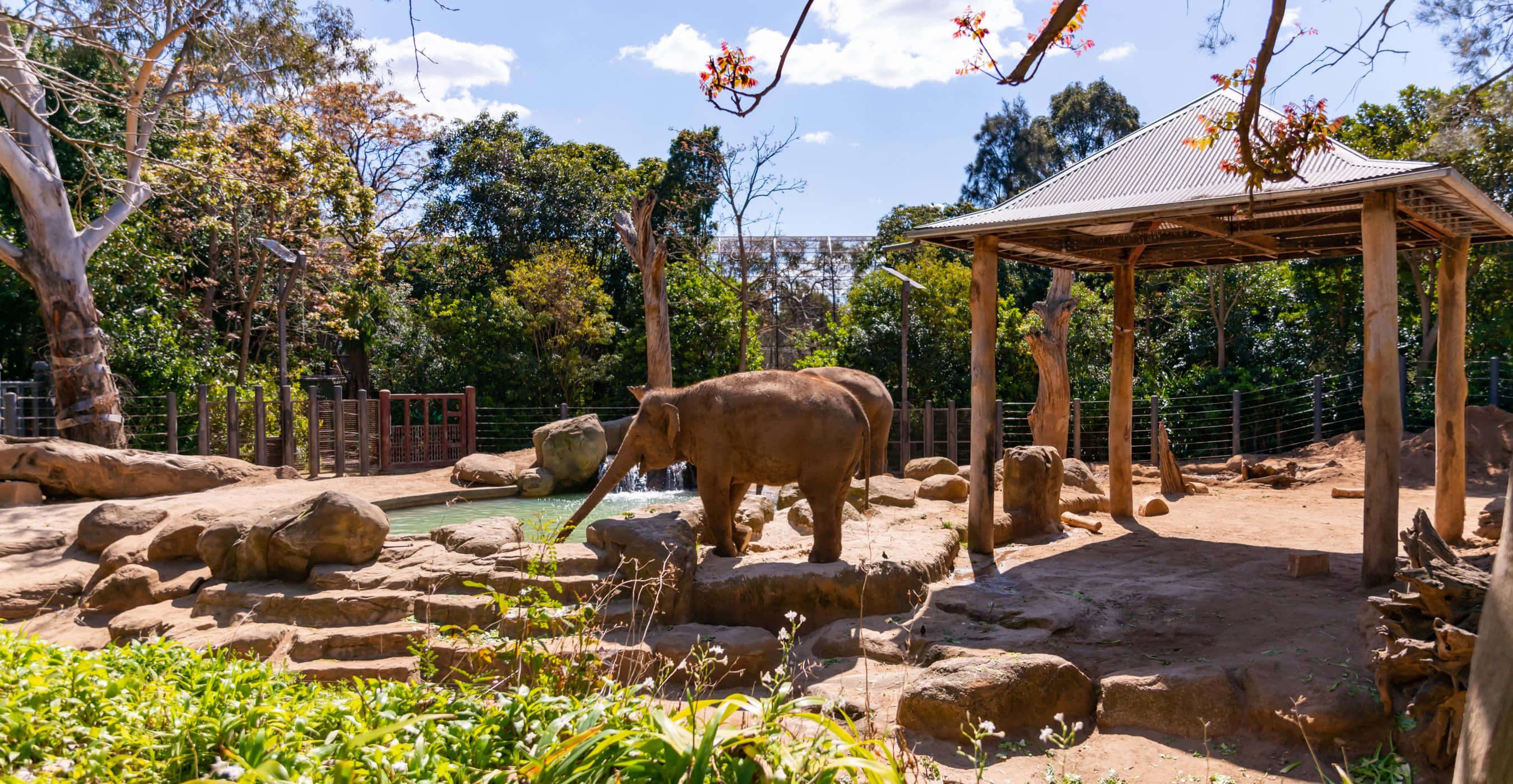elephant enclosure, Melbourne Zoo, pool, 2K Desktop Wallpaper