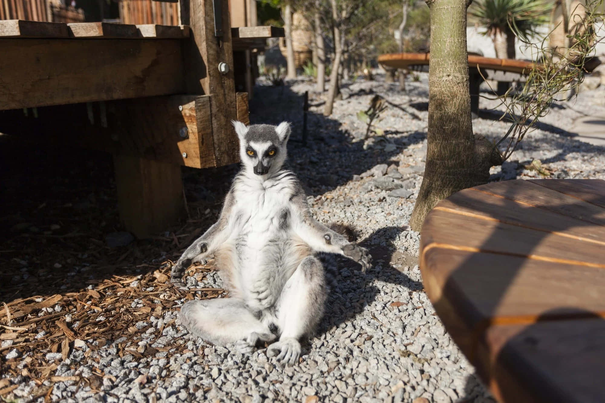 lemur, ring-tailed lemur, Melbourne Zoo, Full HD Desktop Wallpaper