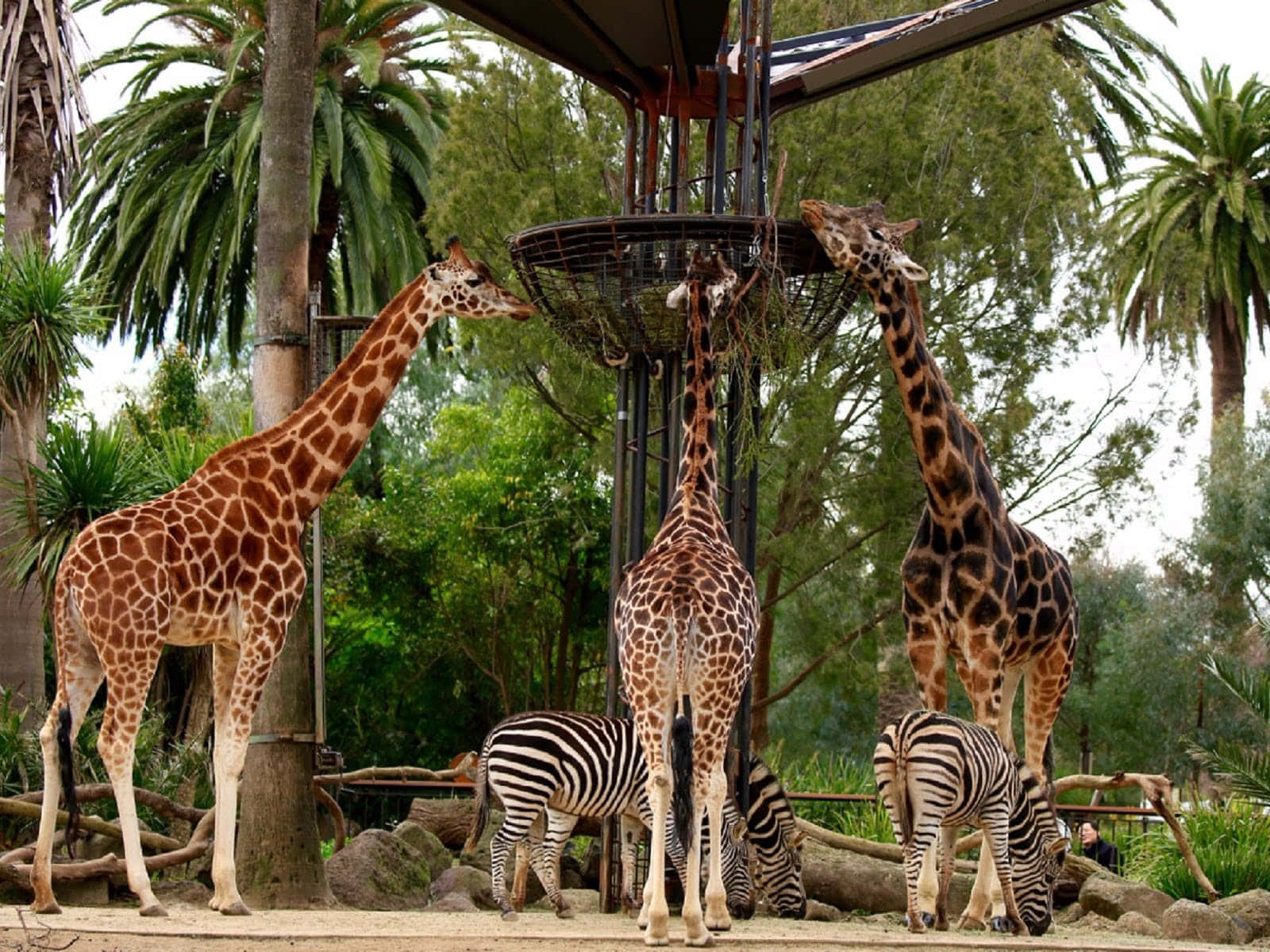 giraffes, zebras, Melbourne Zoo, HD Desktop Wallpaper