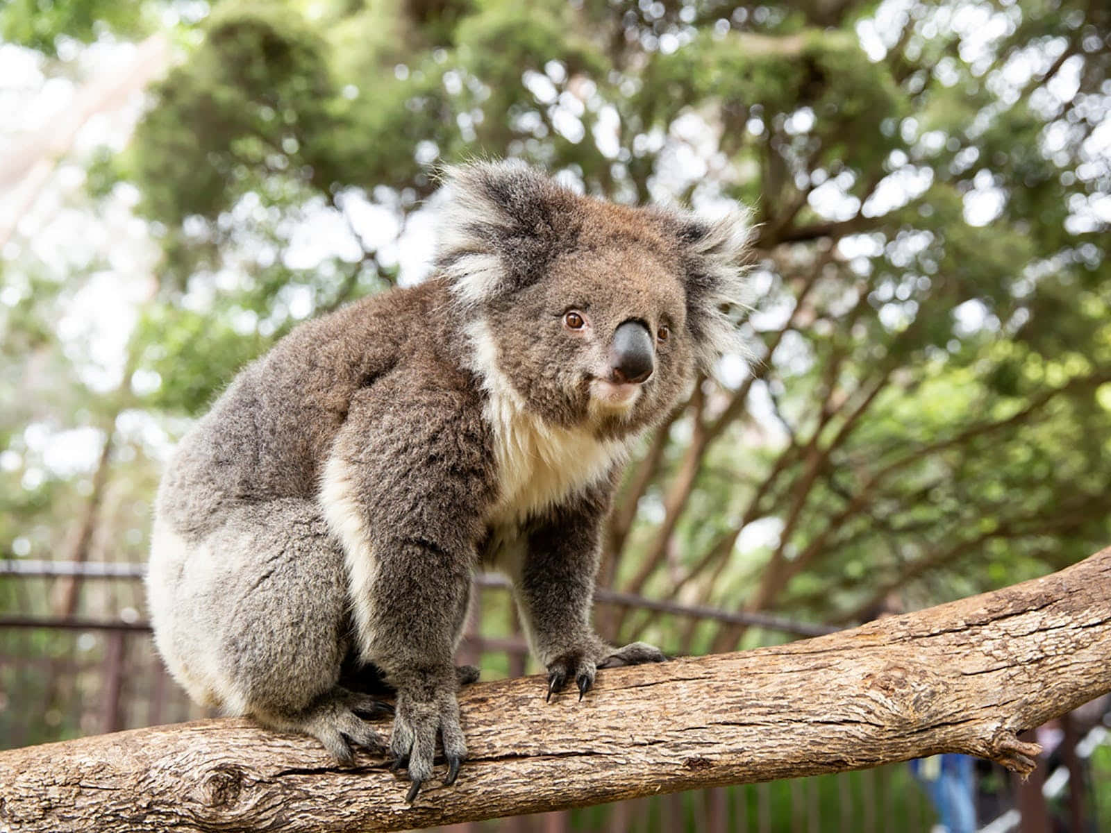 koala, branch, Melbourne Zoo, HD Desktop Wallpaper