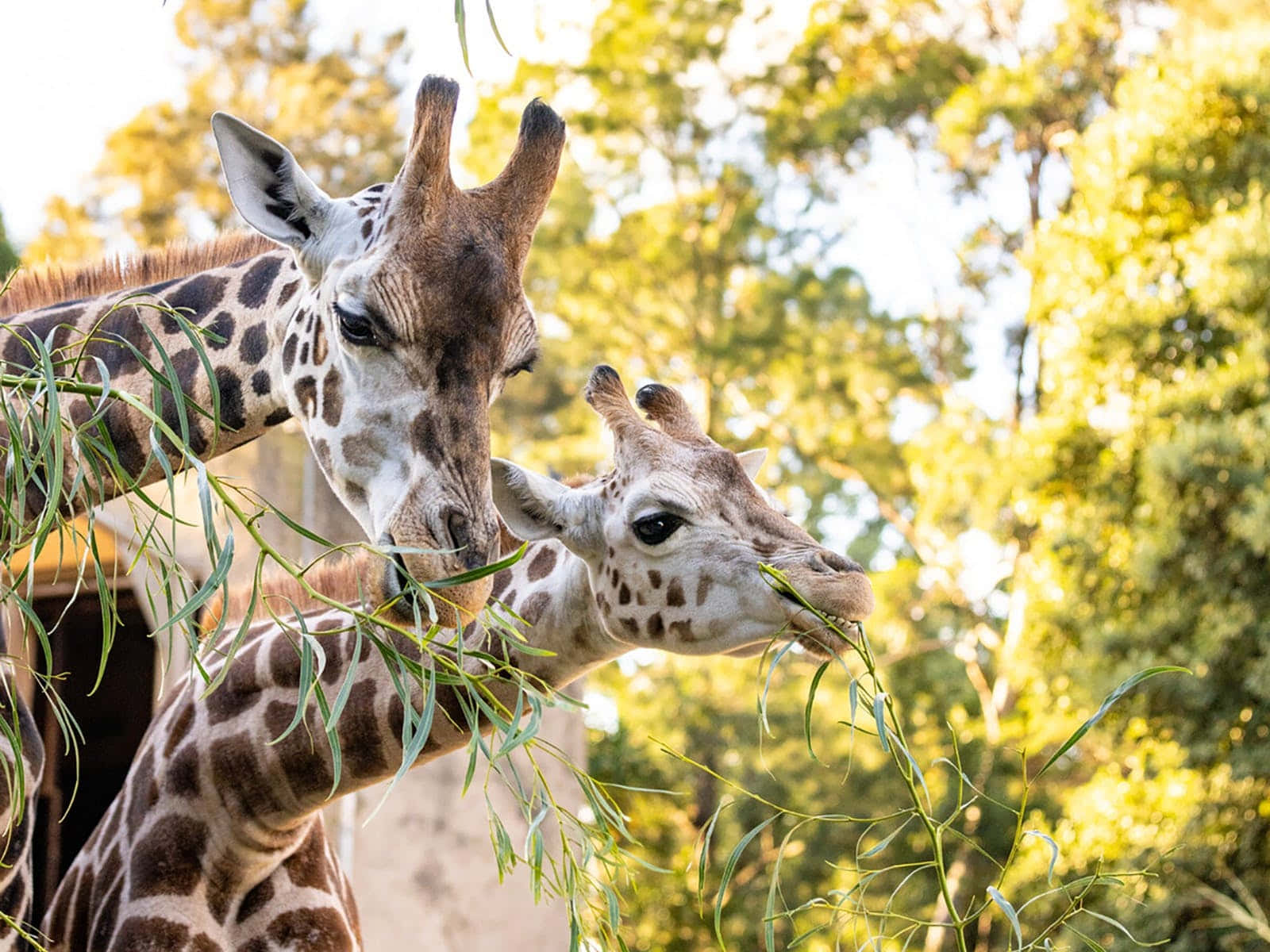 giraffes, feeding time, Melbourne Zoo, HD Desktop Wallpaper